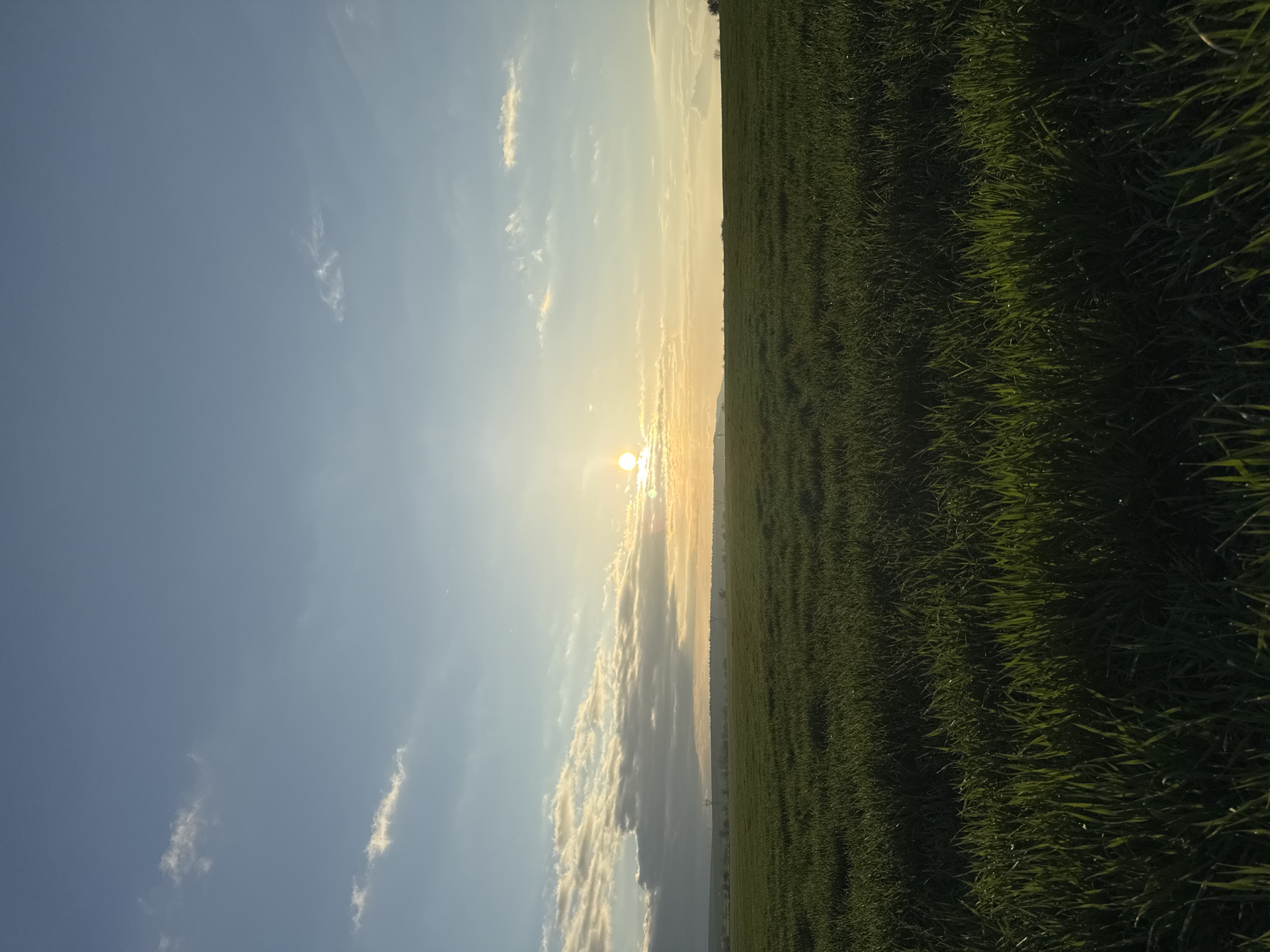 The image shows a landscape view, likely taken in a rural area near Gorni Tsibar, Bulgaria. The sun is positioned in the center of the frame, low on the horizon, suggesting sunrise or sunset. To the left, a blue sky with scattered, thin clouds is visible. To the right, a field of green grass or crops stretches out, filling a significant portion of the image. The ground appears relatively flat. There are no people visible in the photograph.