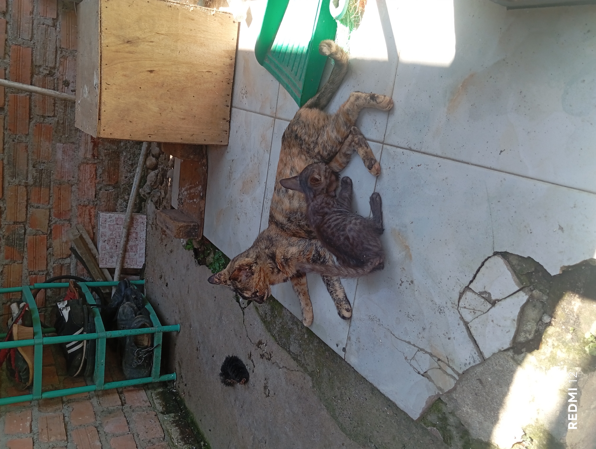 A mother cat and her kitten are resting on a tiled outdoor patio, with a brick wall in the background. The mother cat is a tortoiseshell pattern, while the kitten is a tabby. They are positioned near a green dustpan. To the left, there is a blue plastic shelf unit holding various shoes and other items. A wooden box is visible to the right of the cats. The ground is paved with tiles and concrete, with some cracks and dirt present. The overall scene suggests a casual outdoor setting, possibly a backyard or patio area in Pagar Alam, Indonesia.