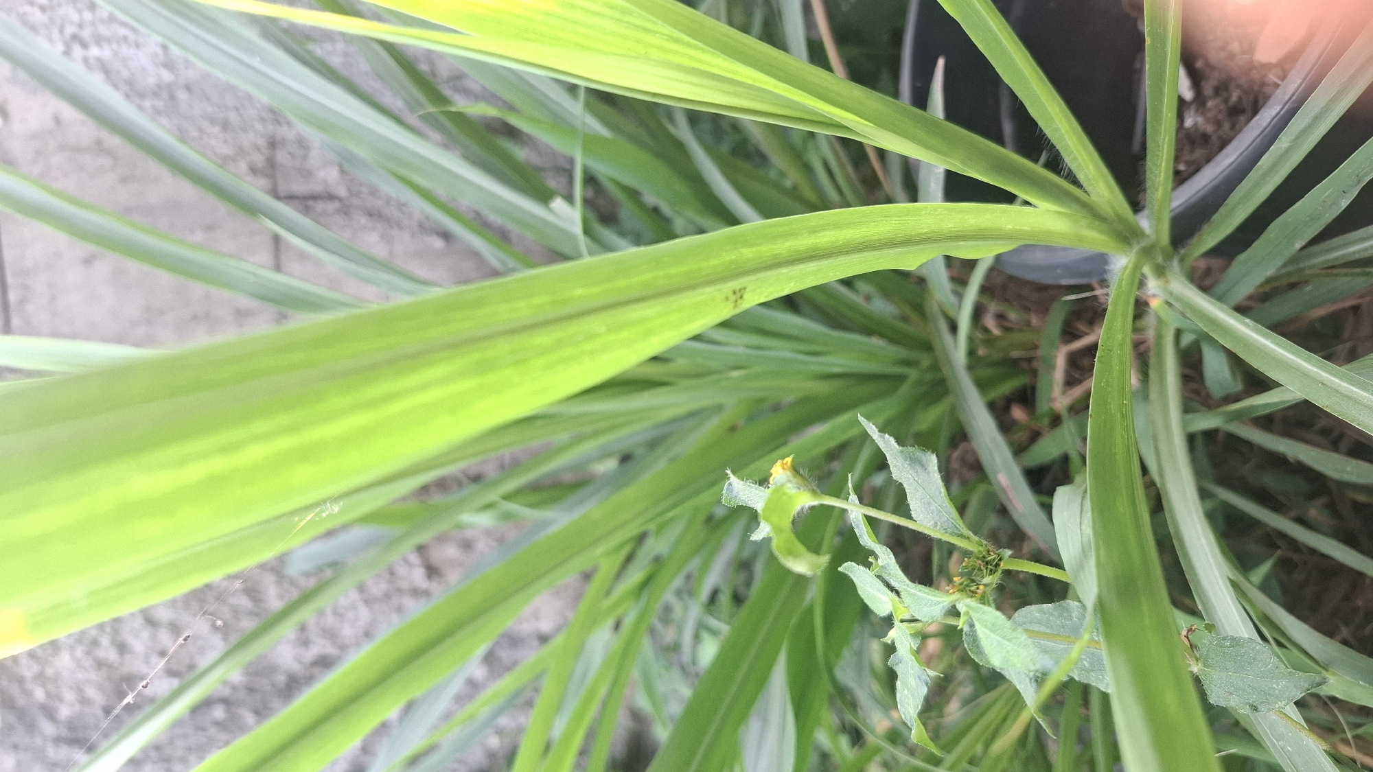 A close-up shot captures the vibrant green leaves of a plant, possibly lemongrass, with a rough, gray wall in the background. The focus is on the intricate details of the leaves, their textures, and the subtle veins running through them. In the foreground, a small plant with delicate leaves and a tiny yellow flower emerges, adding a touch of color to the scene. The overall impression is one of natural beauty and tranquility, with the plant life taking center stage against the muted backdrop of the wall. The environment suggests an outdoor setting, possibly a garden or a yard, within a residential or urban area in Rahong, Indonesia.