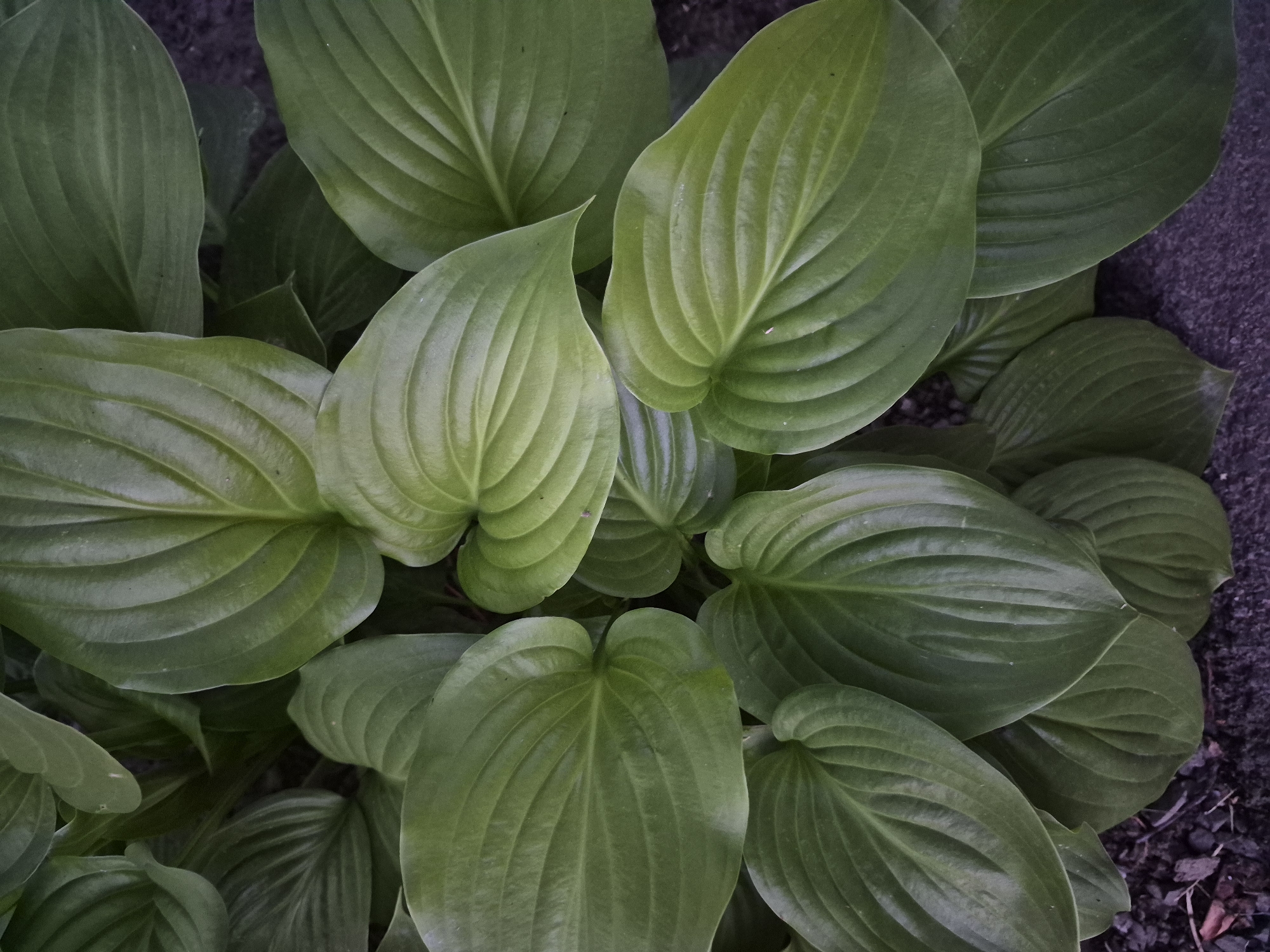 A top-down, medium shot captures a dense cluster of large, heart-shaped green hosta leaves. The leaves are arranged in overlapping layers, with prominent parallel veins running from the center to the edges. The background consists of dark soil and mulch. There are no people or animals present. The lighting is even, suggesting an overcast day or shaded area.