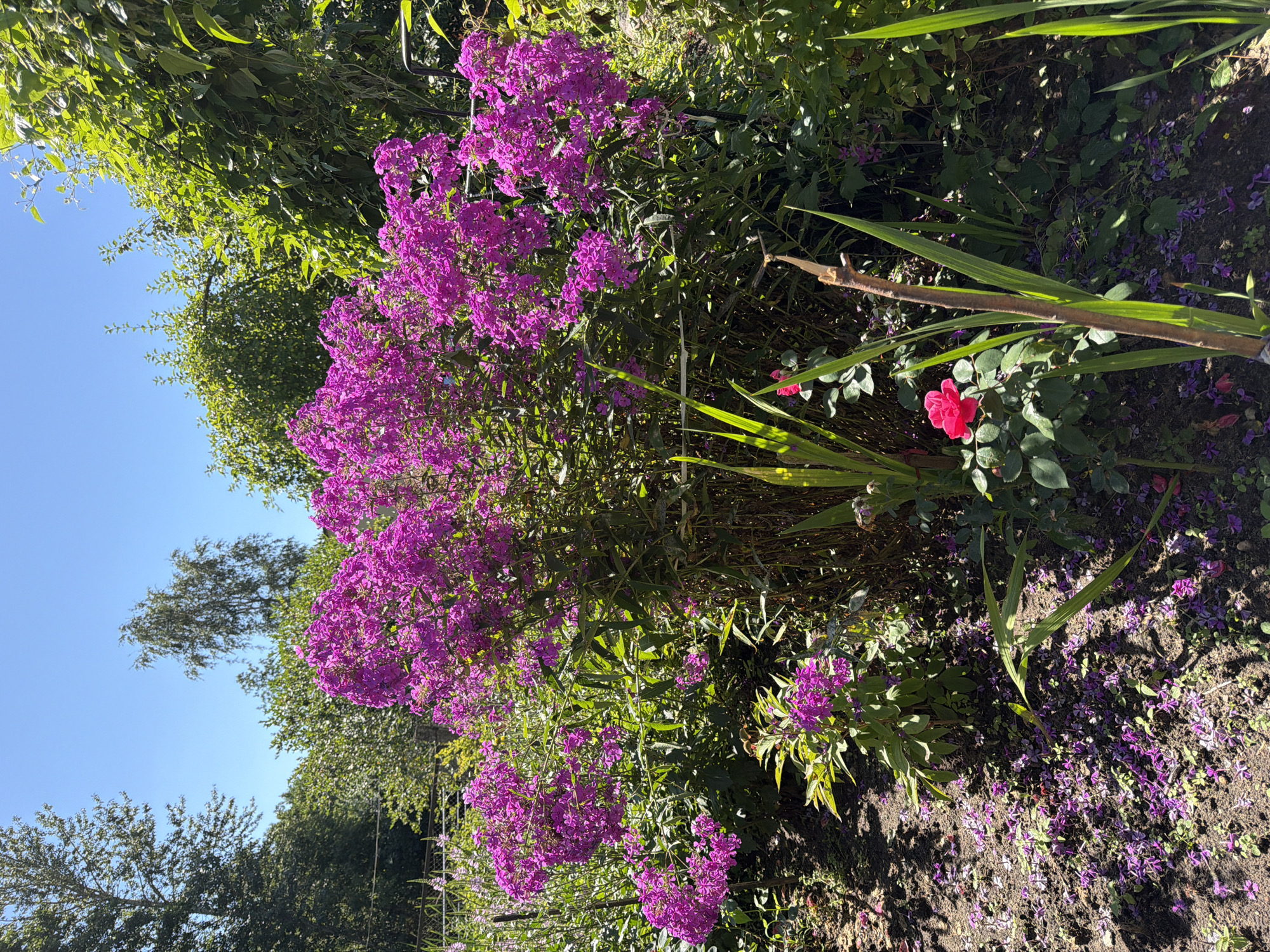 A bright, clear day is depicted in this image of a garden. The foreground is dominated by a large bush of vibrant purple phlox flowers, with smaller clusters of the same flowers scattered around its base and on the surrounding soil. A single red rose is visible to the left of the phlox bush. Green foliage and other plants create a lush backdrop, with tall trees visible in the distance against a clear blue sky. The ground is covered in dark soil, littered with fallen purple petals and some scattered green vegetation. The overall impression is of a well-established, colorful garden in full bloom.
