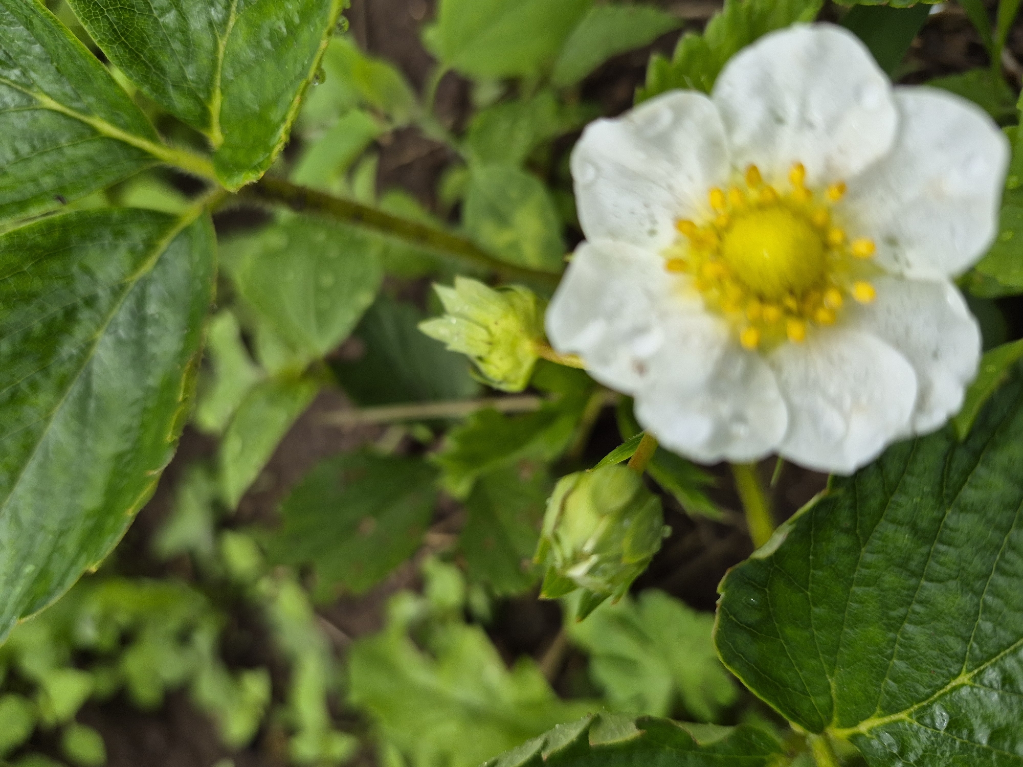 A close-up, eye-level shot captures a white strawberry flower in bloom, its center a vibrant yellow with small stamen. The flower, slightly out of focus, is surrounded by lush green strawberry leaves, some of which have water droplets on them. Two unopened green flower buds are visible to the left of the main bloom. The background is a blur of green foliage and dark soil, suggesting an outdoor garden setting. The scene is static, with no people or animals present. The location is identified as Gardamas, Lithuania.