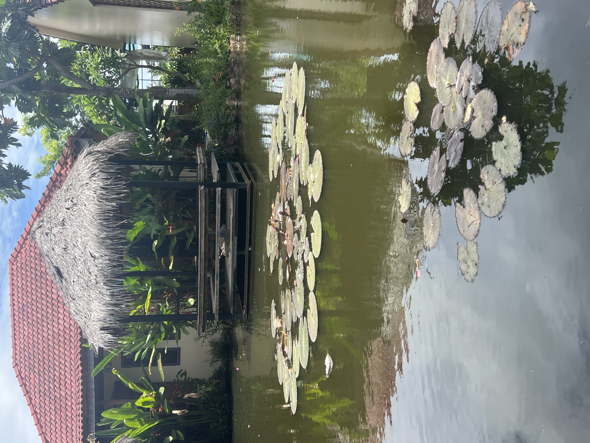 The image depicts a tranquil pond filled with lily pads, reflecting the surrounding greenery and a thatched-roof gazebo. In the background, a building with a red tiled roof and lush tropical vegetation are visible. This scene appears to be in Hoi An, Vietnam, a city known for its ancient town, canals, and vibrant cultural heritage. The water is a deep green, with patches of darker and lighter hues indicating depth and the presence of aquatic plants. Several lily pads, some with emerging buds, float on the surface. The gazebo, constructed with natural materials, adds a rustic charm to the setting. The overall atmosphere is serene and peaceful, evoking a sense of calm and natural beauty.