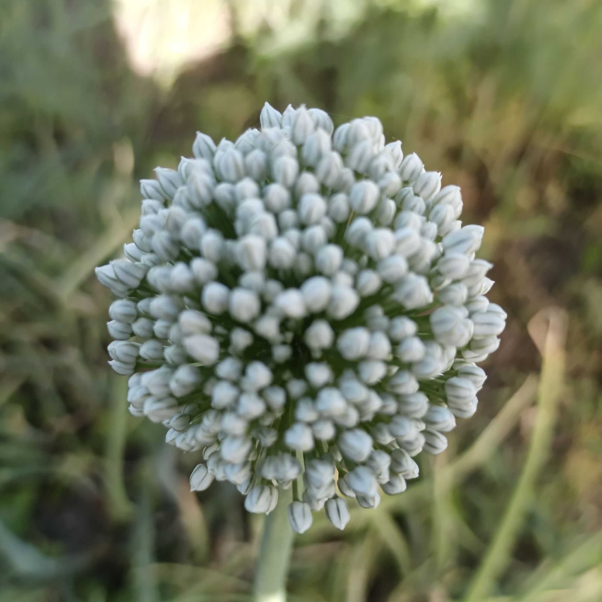 A close-up, high-angle shot focuses on a spherical, white flower bud of an onion plant. The bud is composed of numerous tightly packed, small, pointed florets, each with visible green striations. The flower is on a thin, green stalk extending downwards, with the stalk's tip slightly visible at the bottom center of the frame. The background is softly blurred, showing a mix of green and brown foliage, suggesting an outdoor, natural setting. The lighting appears to be natural daylight, with some highlights on the flower. The image does not contain any people or any discernible urban elements, making it impossible to determine a location in Sennik, Bulgaria, or any city.