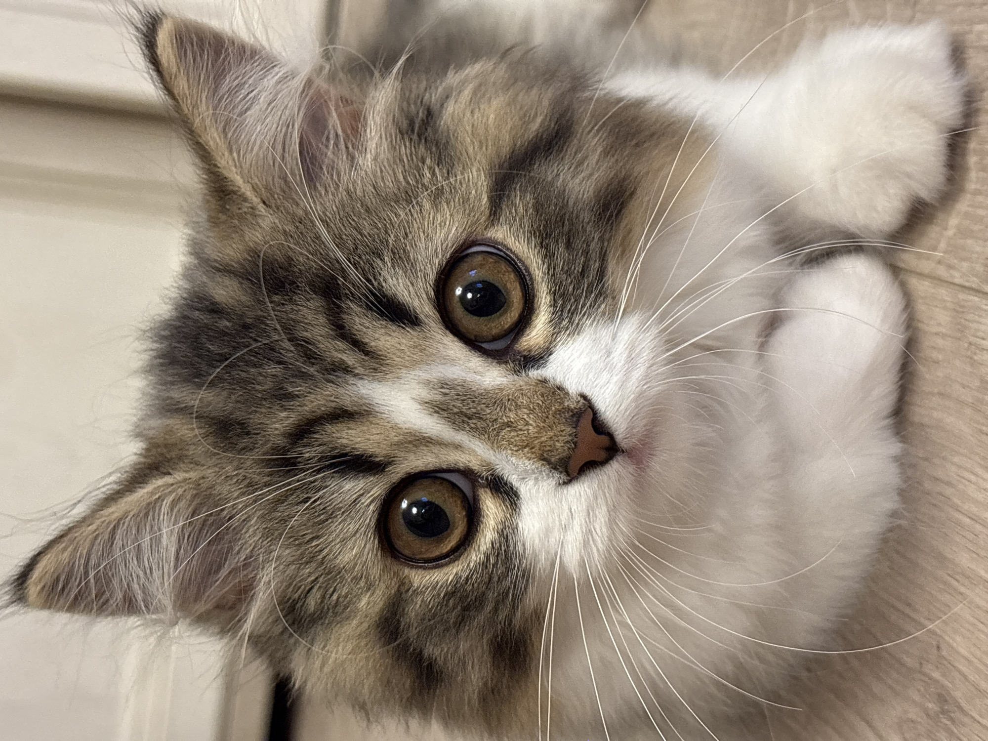 Close-up portrait of a tabby and white cat. The cat has large brown eyes, a pink nose, and long white whiskers. The background is blurred, but appears to be a light-colored surface, possibly wood. No evidence of a location in Chaikovsky, Russia, is present.