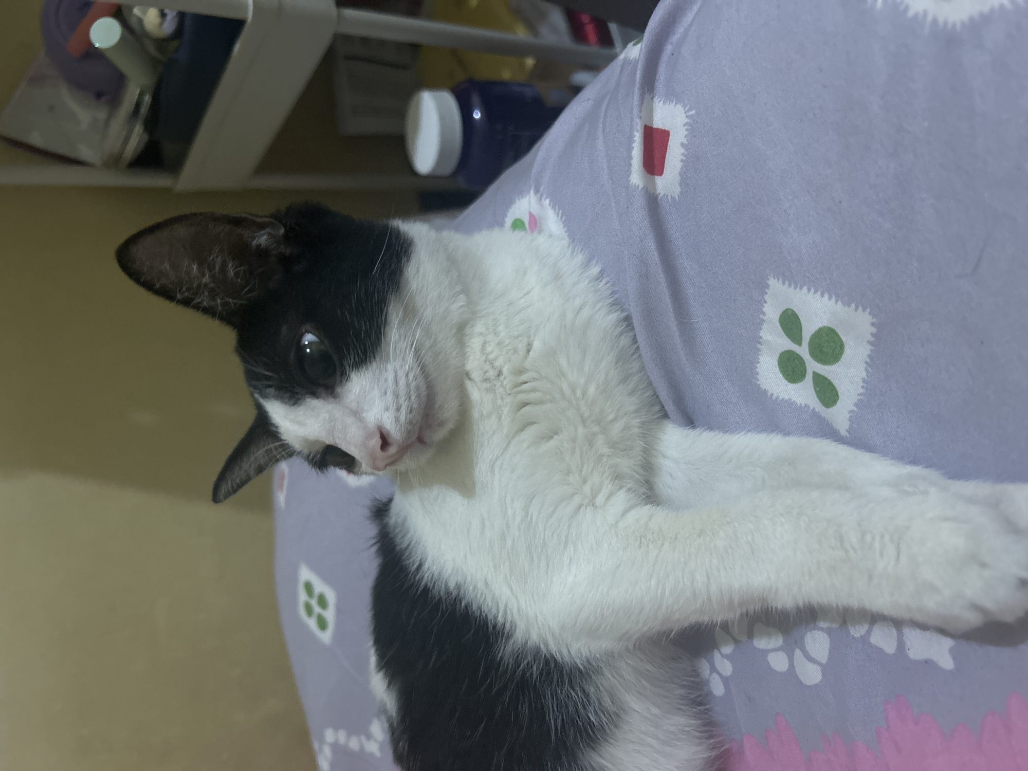 A black and white cat is lying on a purple pillow with a pattern of white squares containing green circles and red rectangles. The cat is facing to the left, with its head turned to look slightly towards the camera. The cat's fur is mostly white on its chest and belly, with black markings on its back, head, and ears. The background consists of a pale yellow wall and a shelf unit with various items on it, including bottles and containers. The lighting appears to be indoor. There is no identifiable location within the city of Makassar, Indonesia, provided in the image.