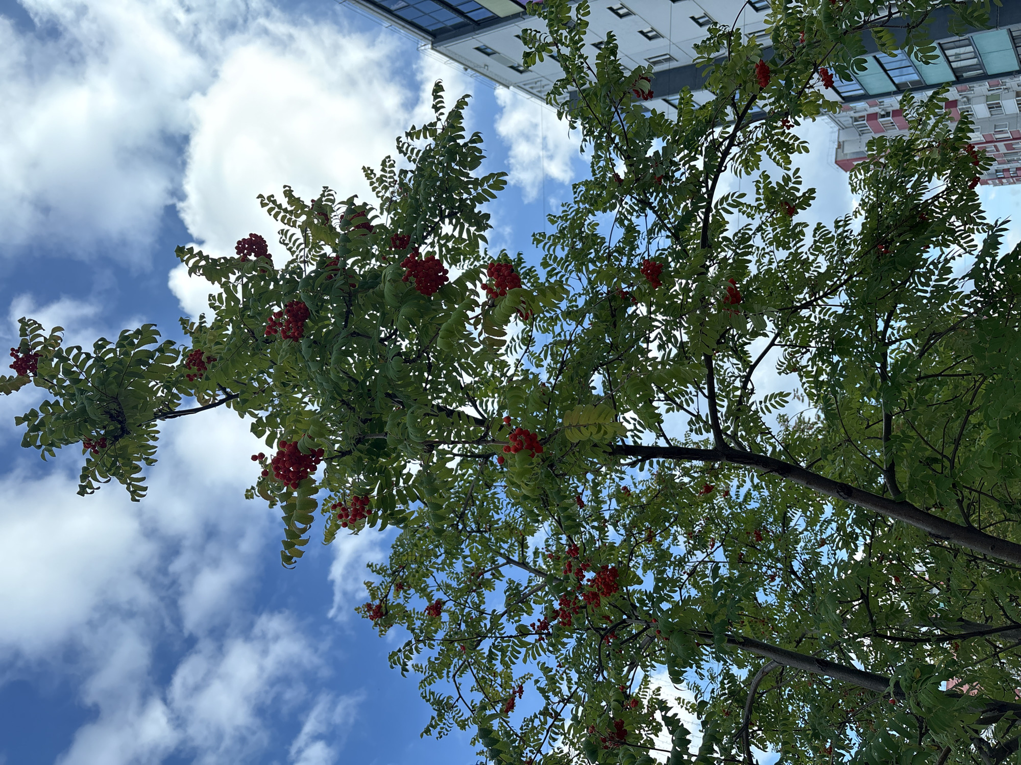 A low-angle shot captures a rowan tree laden with bright red berries against a backdrop of a cloudy blue sky. The tree's branches, adorned with green leaves, are dense, with clusters of berries visible throughout. In the background, modern apartment buildings, one predominantly white with gray accents and windows, and another with red and turquoise detailing, rise behind the foliage. The scene appears to be in an urban setting, likely a residential area in Zapadny, Russia, given the architectural style of the buildings and the commonality of rowan trees in Russian urban landscapes. There are no people or animals visible in the image. The lighting suggests it is daytime, with sunlight filtering through the clouds.