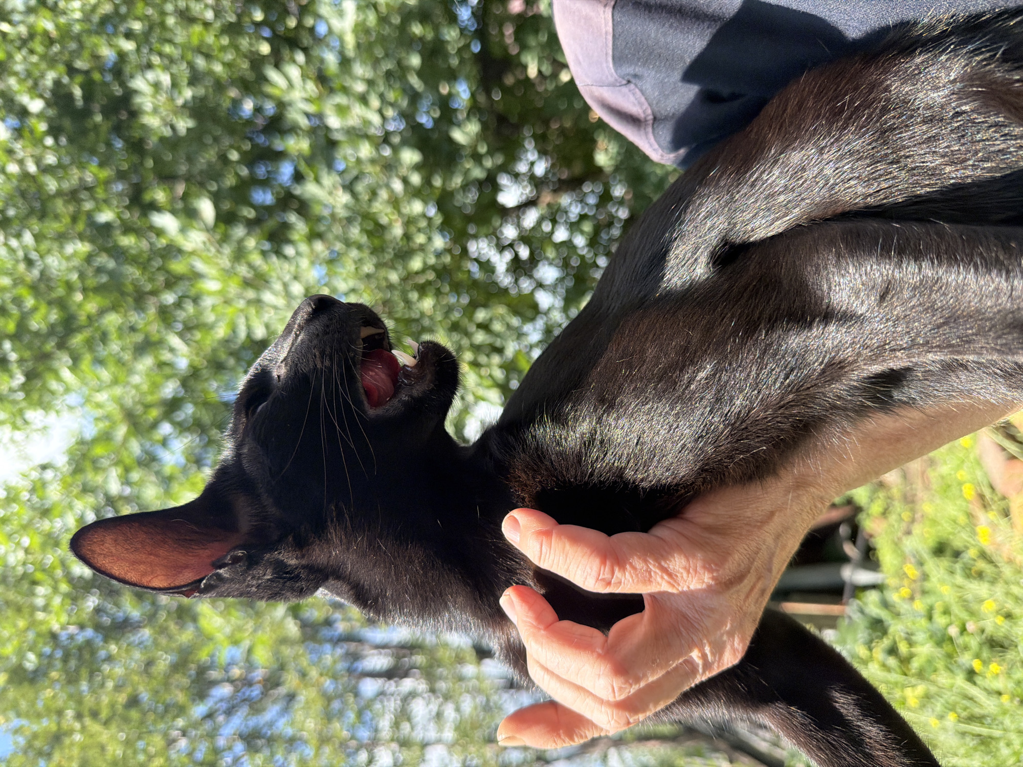 An outdoor, eye-level, medium shot captures a black cat being held by a person's hands. The cat is in profile, facing right, with its mouth open and teeth visible. The background consists of blurred green foliage and blue sky, suggesting a natural setting, possibly a backyard or park. The image does not contain any elements that would indicate its location in Novosibirsk, Russia.