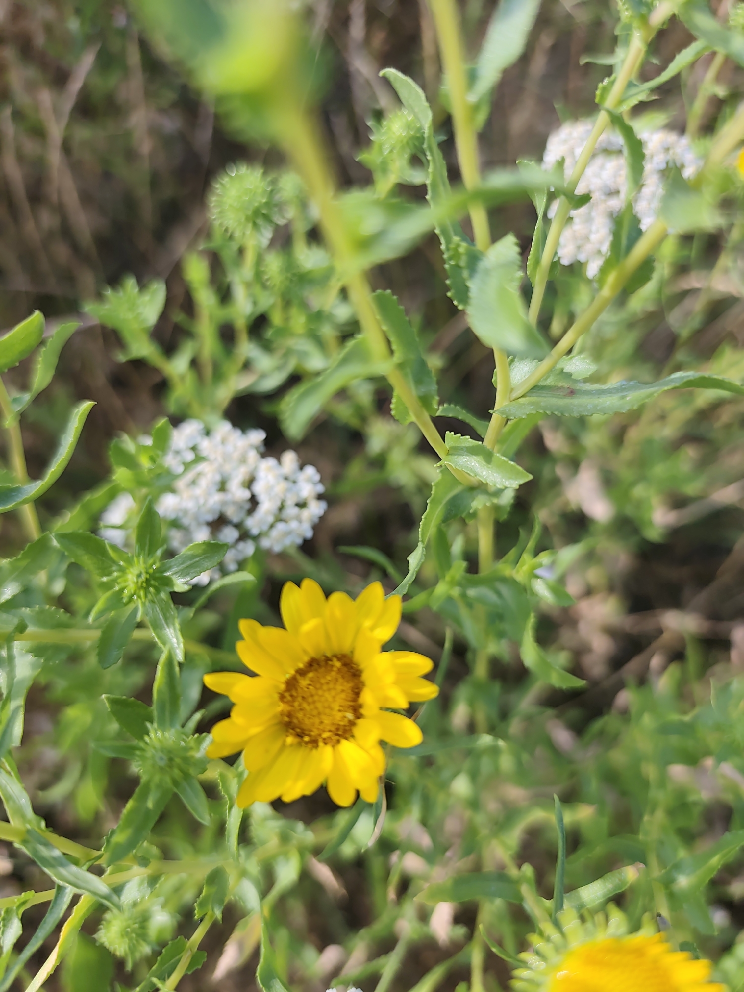 The image displays a close-up, outdoor view of several wildflowers in bloom. A prominent yellow flower with a dark center is positioned in the lower right quadrant, its petals slightly blurred. To its left and slightly above, a cluster of small white flowers is visible, also somewhat out of focus. Surrounding the flowers are green stems and serrated leaves, with some unopened buds also present. The background is a soft blur of greens and browns, suggesting natural foliage and possibly dry grass. The lighting appears to be natural daylight, casting a soft illumination on the scene. The specific location within the city of Bălți, Moldova, cannot be determined from the visual information provided.