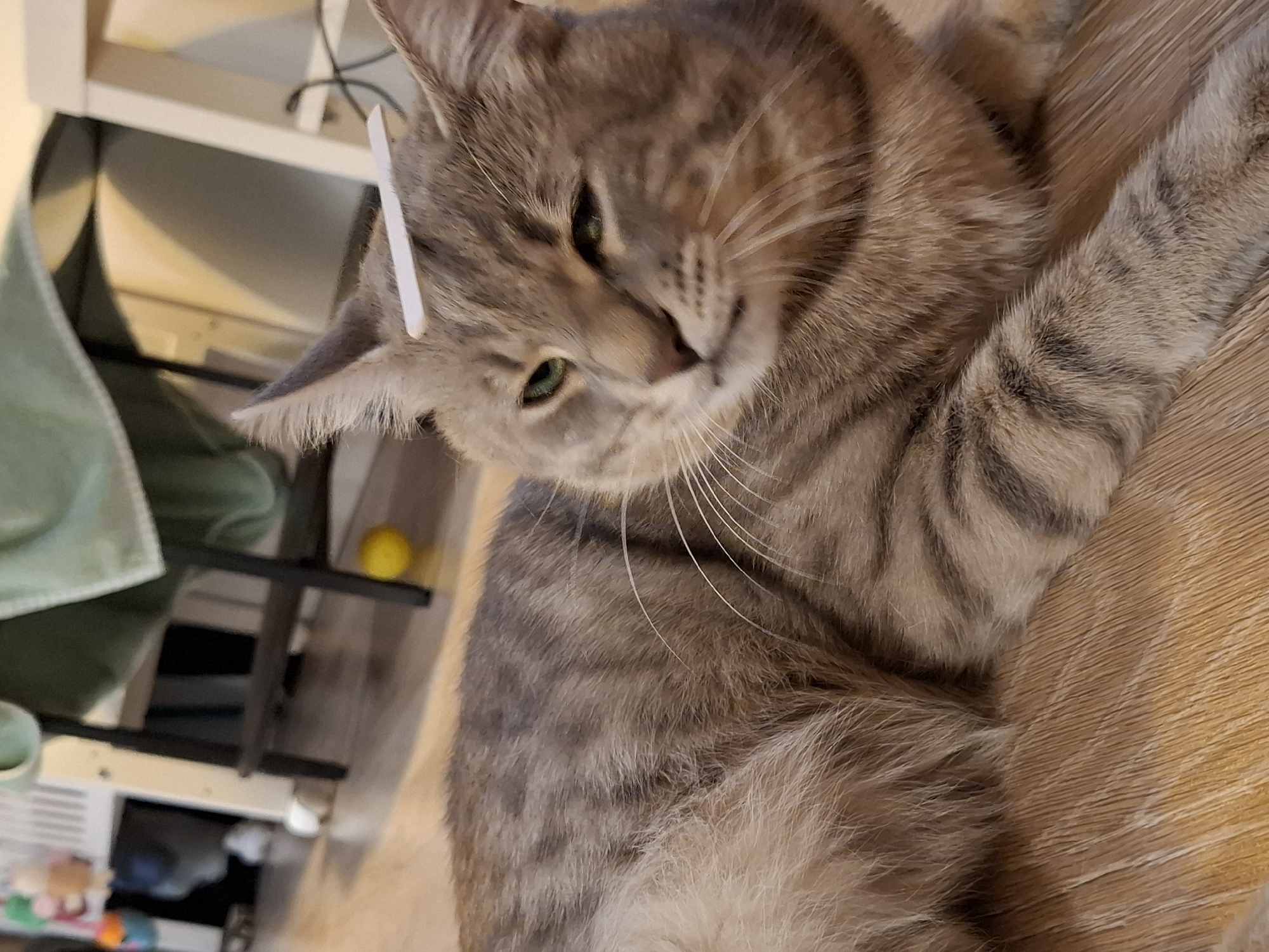 A domestic shorthair cat with tabby markings is lying on a wooden floor. A small white object, possibly a piece of paper or plastic, is balanced on the cat's head between its ears. The cat has green eyes and is looking slightly to the left. In the background, out of focus, are furniture legs, a green blanket or towel, and a yellow ball. The scene appears to be indoors, likely a residential setting.