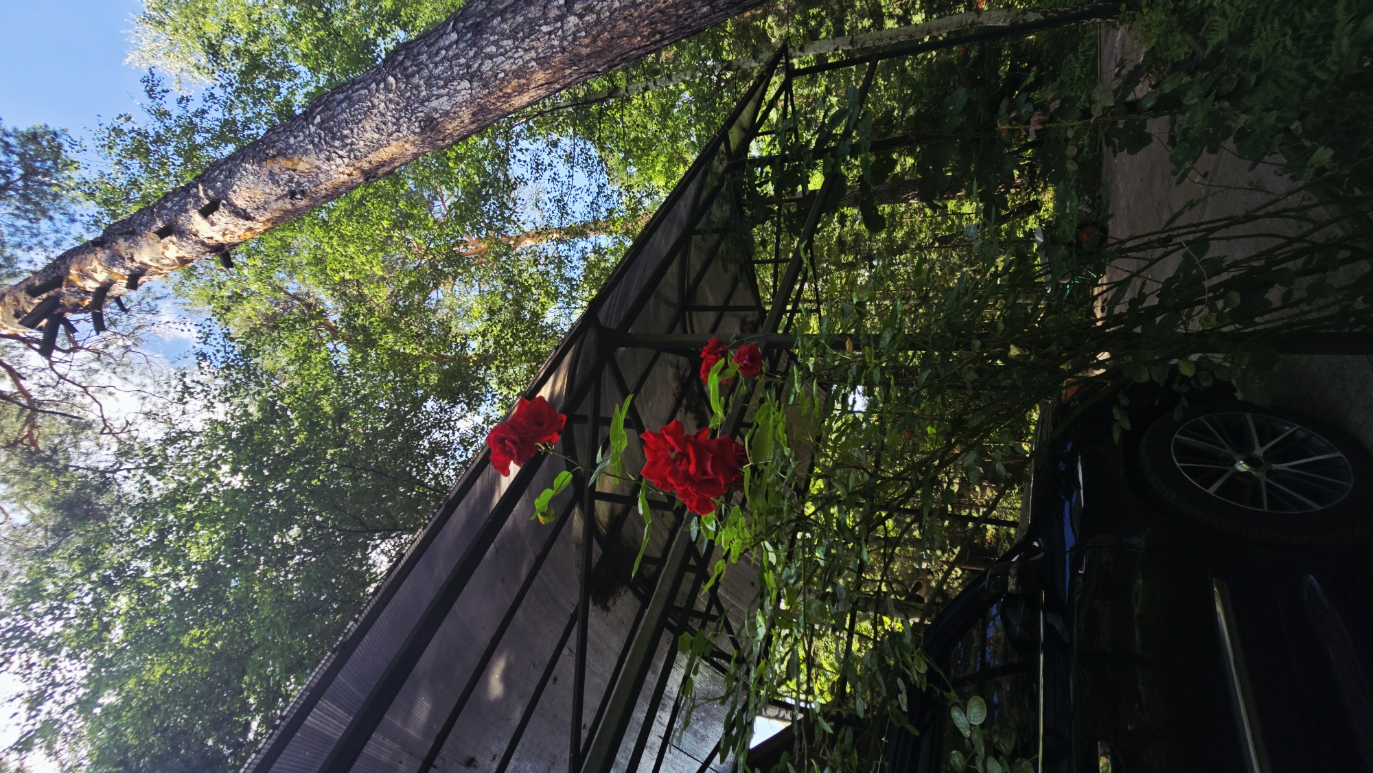 The image depicts a black SUV parked outdoors, partially obscured by lush green foliage and a cluster of vibrant red roses. A translucent canopy structure is visible above and behind the vehicle, providing shade. The background is dominated by a dense forest with tall trees, their branches reaching towards a clear blue sky. The scene suggests a natural, possibly semi-rural setting within Il'inskiy, Russia, where the car is parked in what appears to be a driveway or a designated outdoor area adjacent to a wooded environment. The overall impression is one of nature's embrace around a modern vehicle.