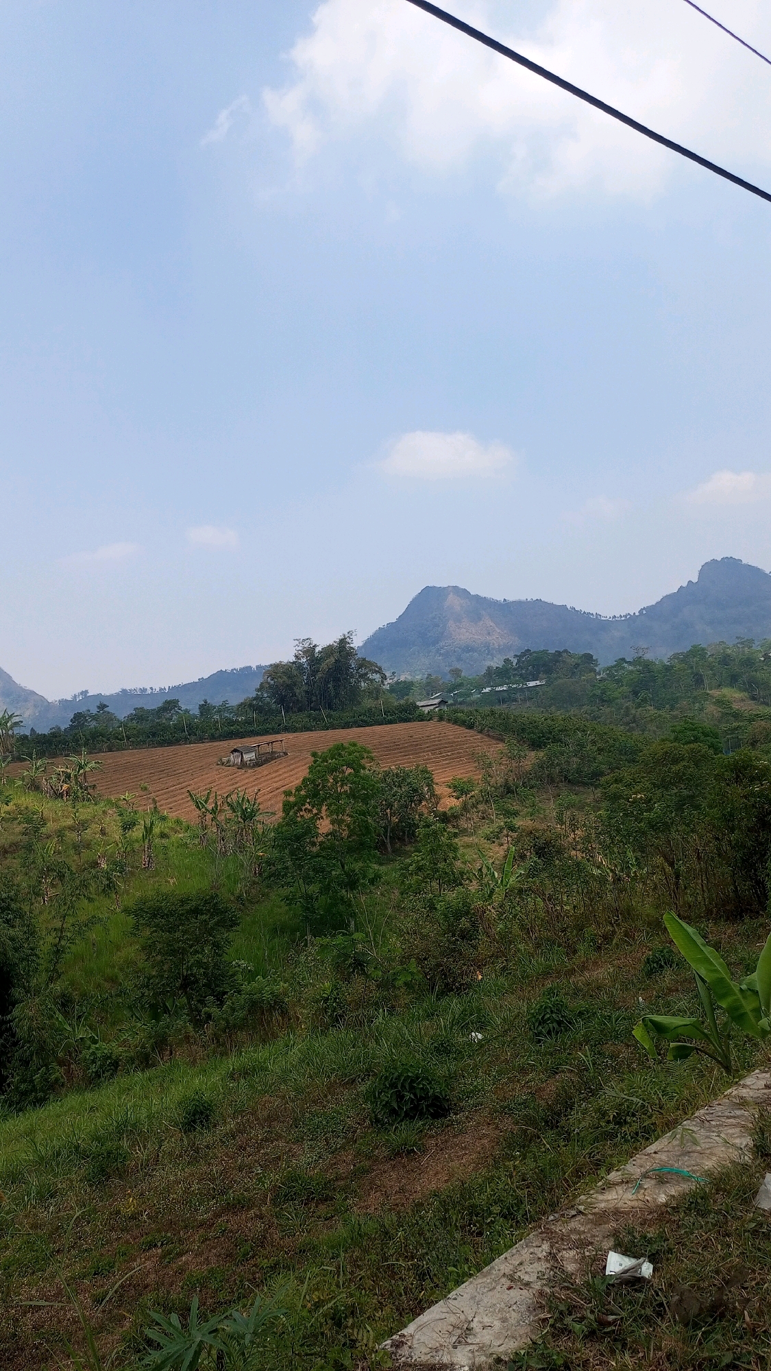The image shows a rural landscape with a cultivated field in the foreground, nestled amongst lush green vegetation and rolling hills. The field is tilled, with neat rows of soil suggesting recent planting. A small, rustic shelter with a wooden frame and corrugated iron roof stands in the center of the field, possibly for shade or storage. Beyond the field, dense trees and foliage cover the slopes, leading up to a range of mountains in the distance. The sky is a pale blue with a few scattered white clouds. In the very foreground, there is a rough concrete embankment with some scattered debris, including white paper and possibly plastic. The overall impression is one of a tranquil, agricultural setting in a hilly region, likely located in or around Nongkojajar, Indonesia, given the tropical vegetation and mountainous terrain. There are no people or animals visible in the image.