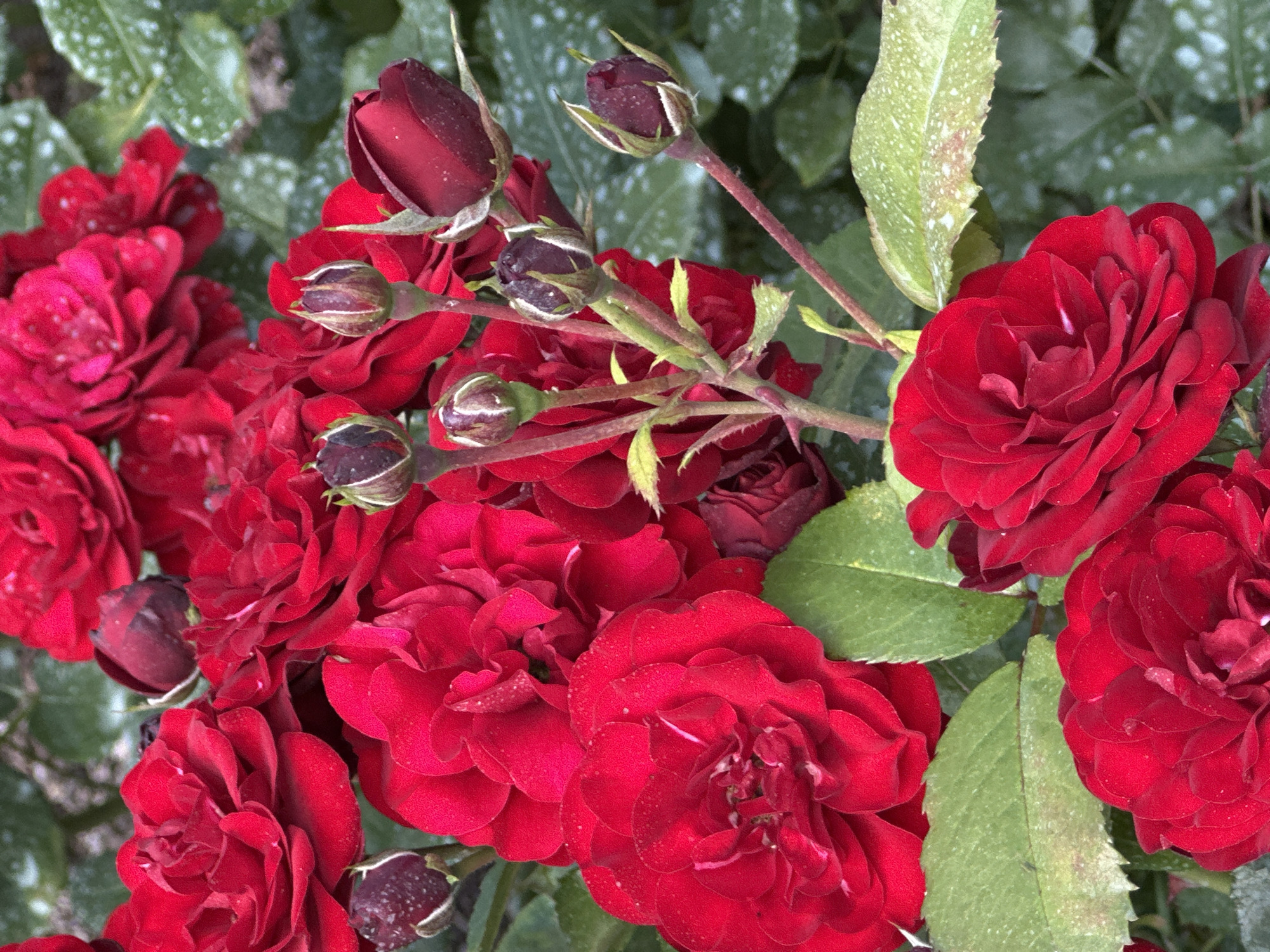 The media file is a close-up, eye-level shot of a cluster of vibrant red roses in bloom. The roses are the primary subject, with their rich, velvety petals dominating the frame. Several buds are also visible, some partially open and others still tightly closed, showcasing a range of developmental stages. The flowers are set against a backdrop of green foliage, which appears slightly out of focus, emphasizing the sharpness of the roses. The leaves are a deep green, with some showing lighter speckling or markings, possibly due to dew or a natural variation in their texture. A few thorny stems are also visible, interwoven amongst the blooms and leaves, typical of a rose bush. The lighting suggests it is daytime, with soft, diffused light illuminating the scene, highlighting the textures and colors of the petals and leaves without harsh shadows. The overall impression is one of natural beauty and the fullness of a garden in bloom. No people, text, or specific events are depicted. The location context of Ostafievo, Russia, suggests this could be a scene from a garden in that region during the blooming season for roses.