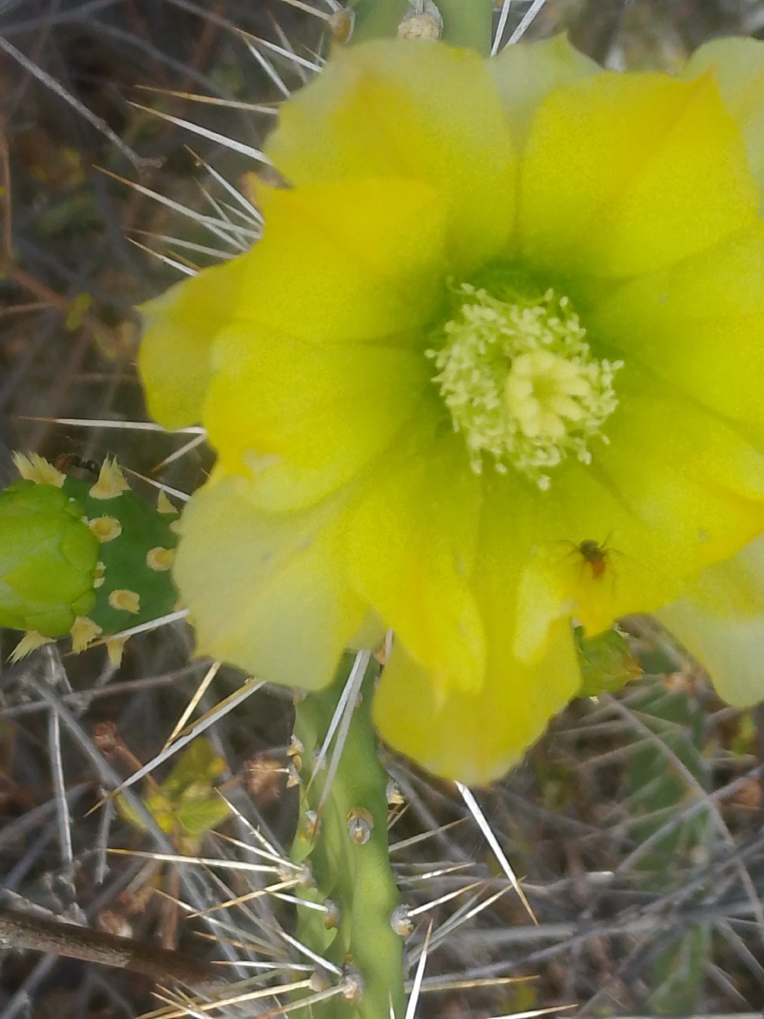 A close-up shot depicts a yellow cactus flower in bloom, with sharp spines visible on the green cactus stem and surrounding vegetation. An insect, possibly a small spider, is present on one of the flower petals. The blurred background suggests an outdoor setting. The location is Juan Griego, Venezuela.