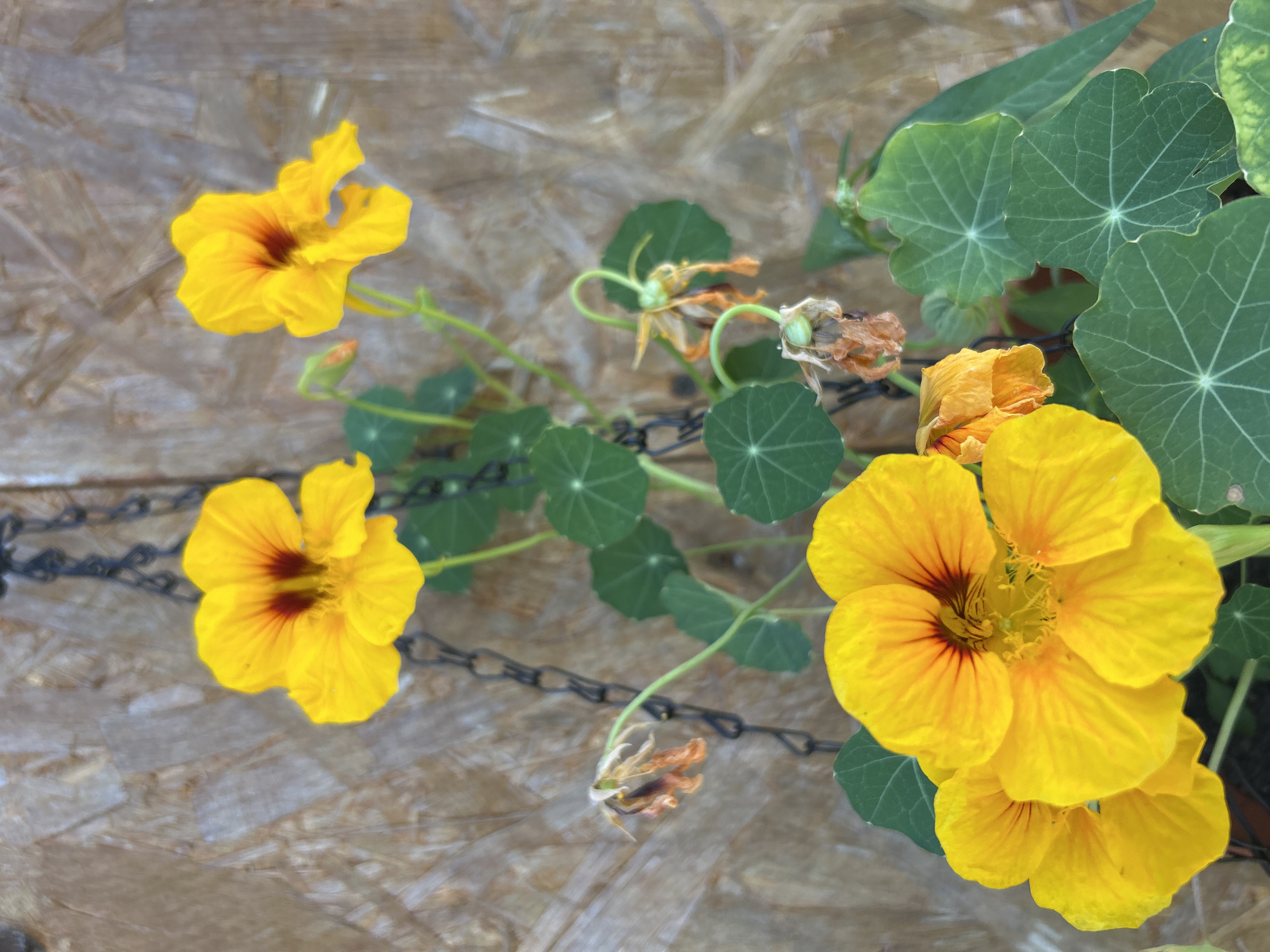 In the city of Kalitsino, Russia, a close-up, eye-level shot features a hanging basket of nasturtiums against a weathered, light brown wooden background. Several bright yellow nasturtium flowers are in bloom, some with a reddish-brown center. The leaves are a vibrant green and round with prominent veins. Some older flowers are withered and brown, indicating the natural life cycle of the plant. The basket itself is partially visible, suspended by a black metal chain. The scene is outdoors, with the wooden surface likely being a fence or wall.