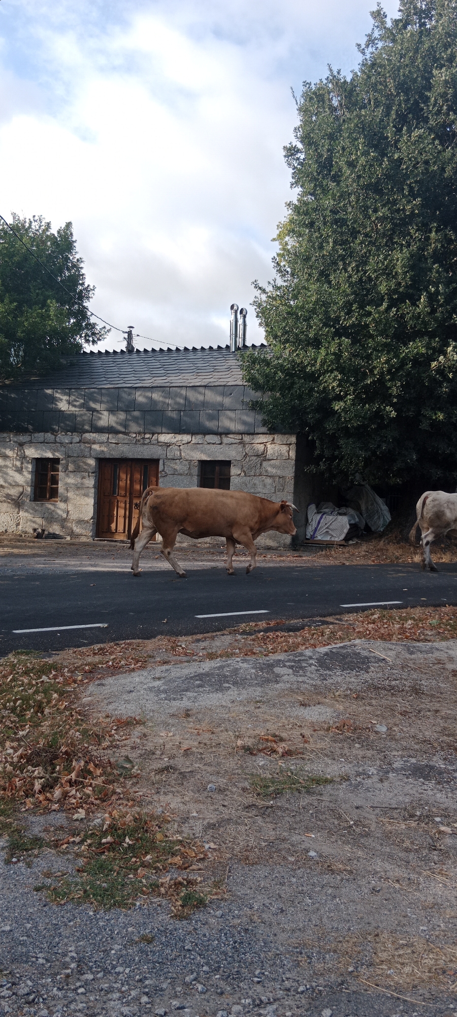 A brown cow walks across a paved road in Adai, Spain, in front of a stone building with a dark shingled roof. The building has two windows with wooden frames and a large wooden door. Two metal chimneys rise from the roof. Green trees are visible on either side of the building, and some fall leaves are scattered on the ground beside the road. The sky is partly cloudy. Another cow, lighter in color, is partially visible on the right side of the road. The scene appears to be a rural setting.