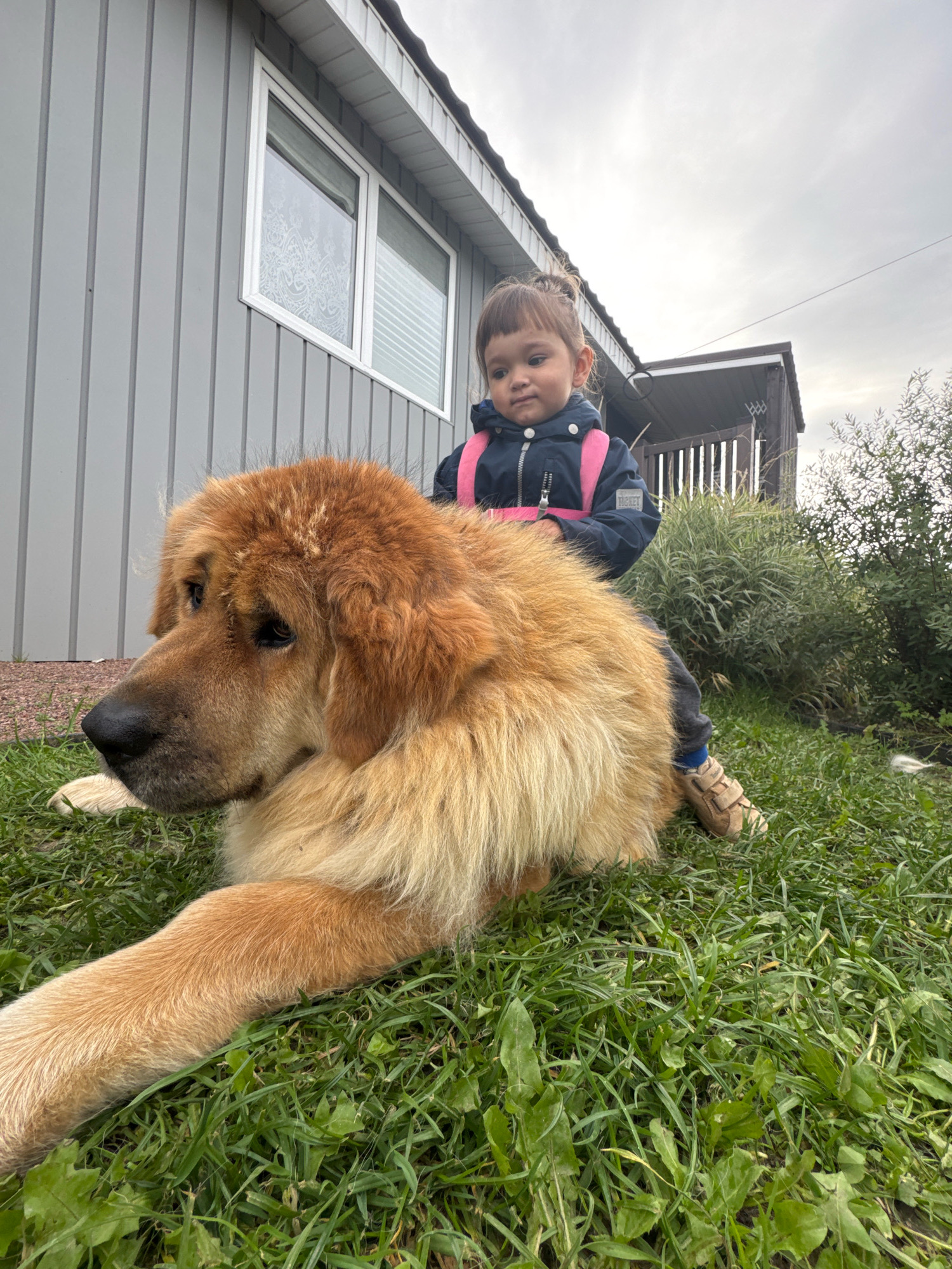A young child wearing a dark blue jacket with a pink backpack sits on the back of a large, fluffy, golden-brown dog that is lying on the grass outside a grey, wooden-paneled building. The child is looking to their left. The dog is also looking to its left, with its head resting on the grass. The scene appears to be in a suburban or rural setting, with greenery and a cloudy sky visible. The building has a white-framed window with decorative white blinds visible. A dark-colored shed with a peaked roof is visible behind the dog. The image was taken outdoors.