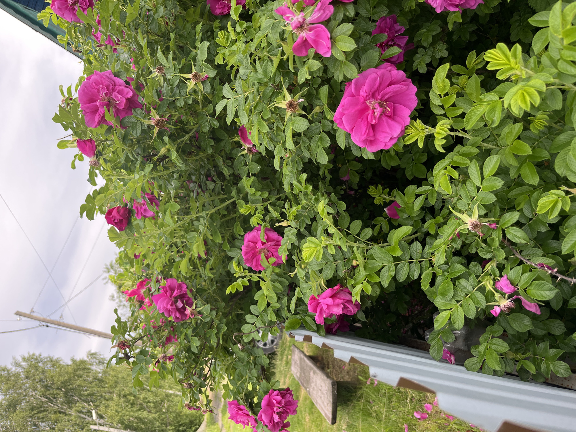 The image depicts a vibrant bush of bright pink wild roses in bloom, set against a backdrop of lush green foliage. In the background, a rustic wooden bench sits beside a white metal fence. Beyond that, a tire of a vehicle is visible, suggesting a residential area. The scene is bathed in natural light under an overcast sky. The location is identified as Nizhny Tagil, Russia, likely a garden or yard area.