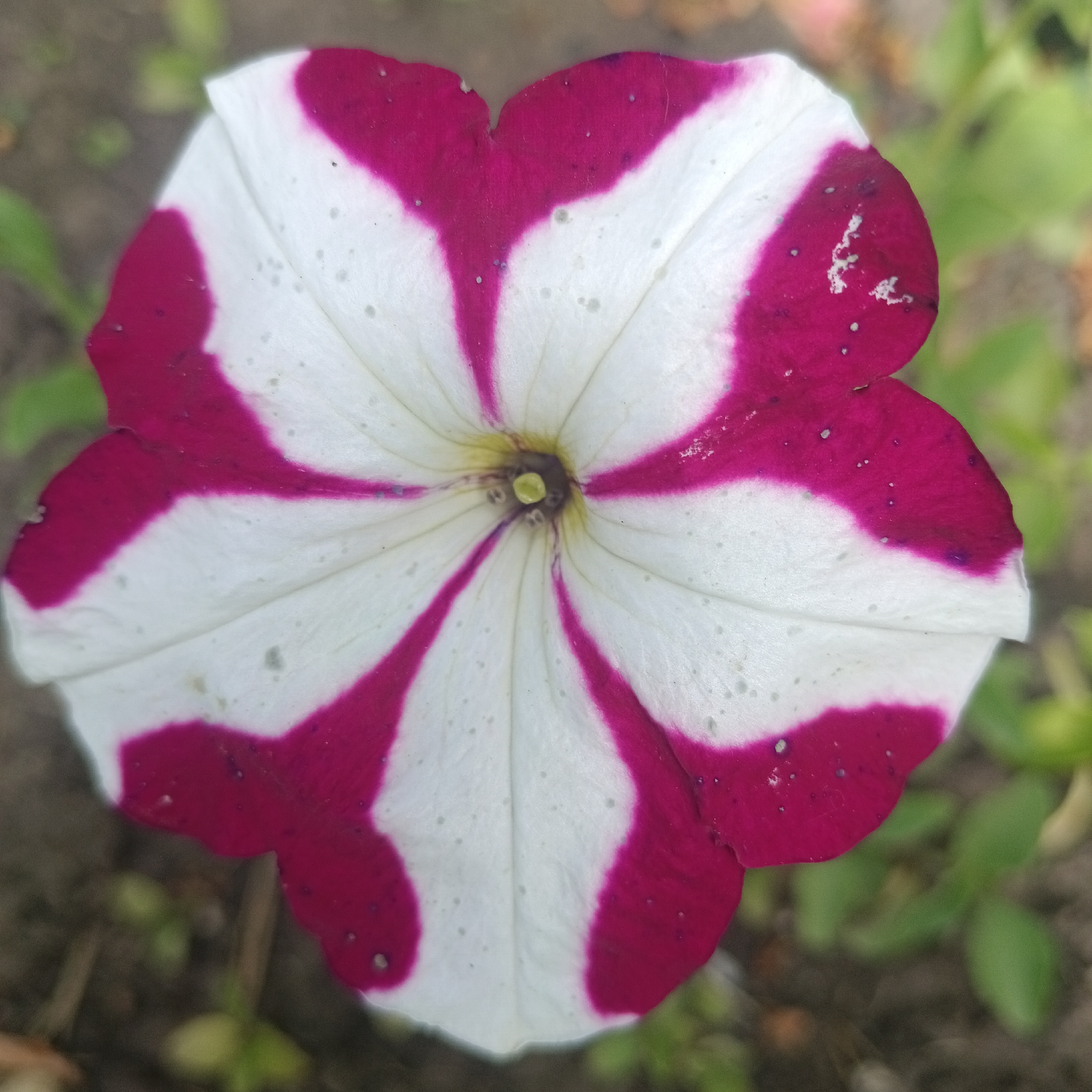 The image is a close-up, overhead shot of a single petunia flower. The flower has five petals, alternating between white and a deep pink or magenta color, with a striped pattern radiating from the center. The center of the flower is dark with a yellow pistil. There are small dark specks and lighter colored dots scattered across the white parts of the petals. The background is blurred, showing muted greens and browns, suggesting a natural outdoor setting, possibly a garden or park. No specific location in Novokuybyshevsk, Russia can be determined from the image itself.
