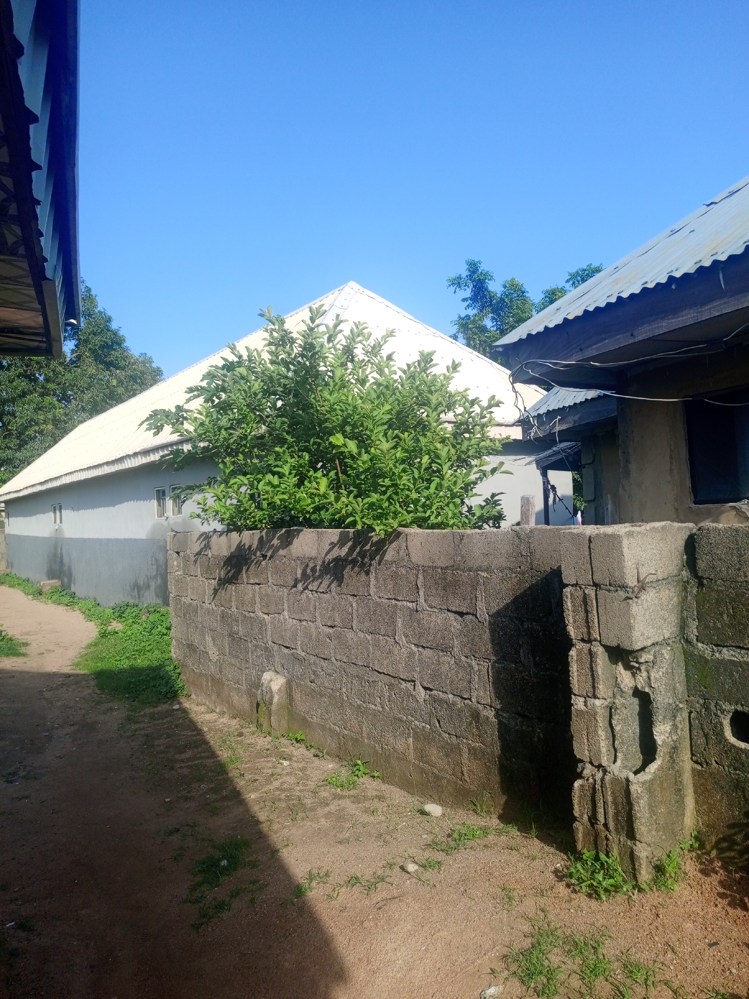 An outdoor scene on a clear day in Jalingo, Nigeria, features a long, light gray building with a white, gabled roof. The building has several small, rectangular windows. In front of the building, a dense green shrub grows taller than a gray cinder block wall that runs along the foreground. The wall is partially weathered and has some missing blocks, with small patches of green grass growing around its base. To the right, a portion of another building with a corrugated metal roof is visible. A dirt path runs along the left side of the scene, leading away from the viewer and towards the building. Trees are visible in the background behind the shrub and the buildings. The sky is a clear, bright blue.