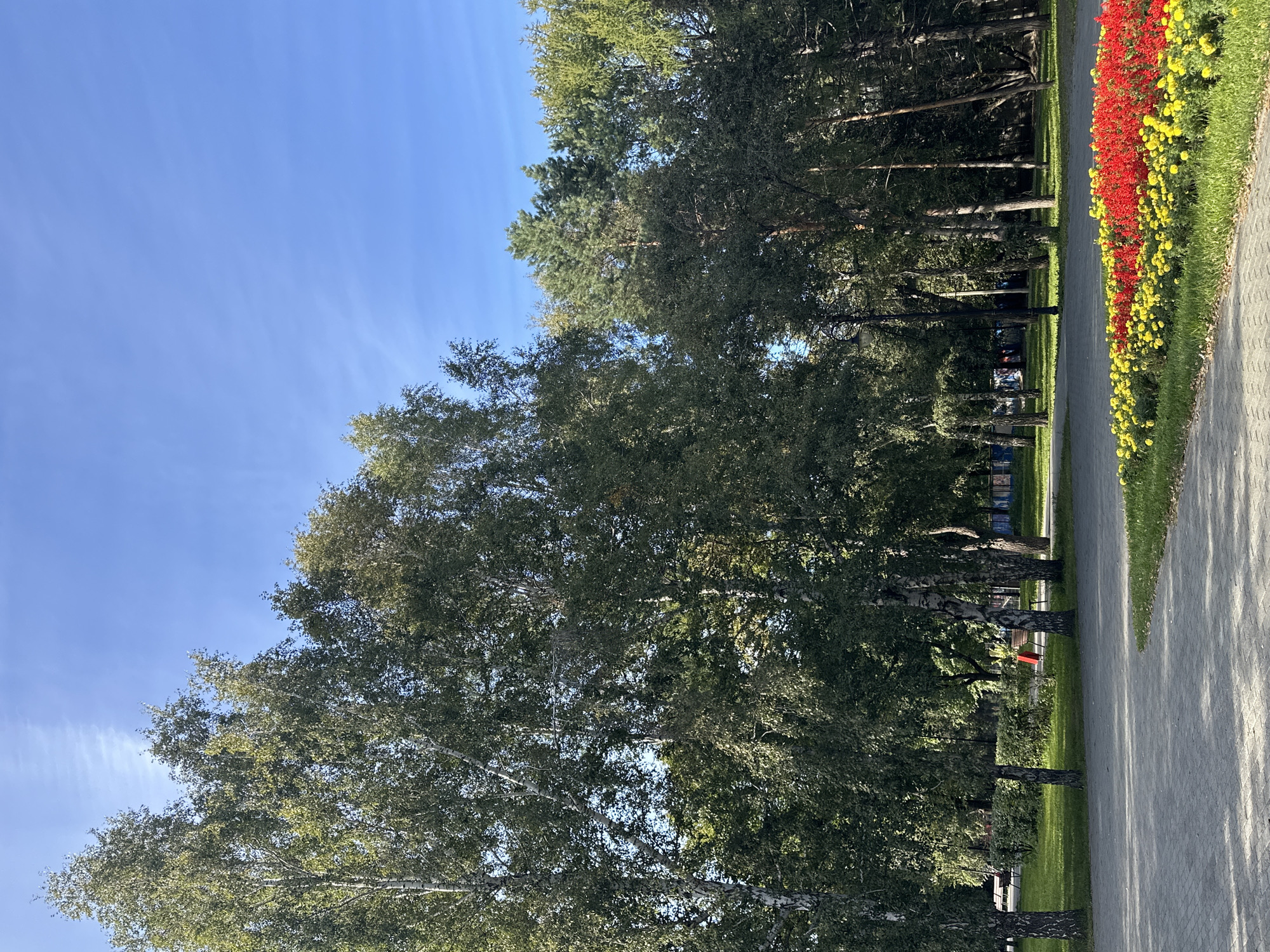 The image depicts a sunny park scene with a clear blue sky. In the foreground, a paved walkway made of gray bricks curves into the frame. Adjacent to the walkway is a vibrant flower bed with a mix of red and yellow flowers. Beyond the flower bed, a well-maintained lawn leads to a row of trees, primarily birch trees with white bark and dense green foliage, interspersed with taller pine trees. In the midground, more trees line the park, casting shadows on the grass. Further in the background, hints of buildings or structures are visible behind the trees, suggesting an urban park setting. The overall impression is one of a peaceful, well-kept public space on a bright day.
