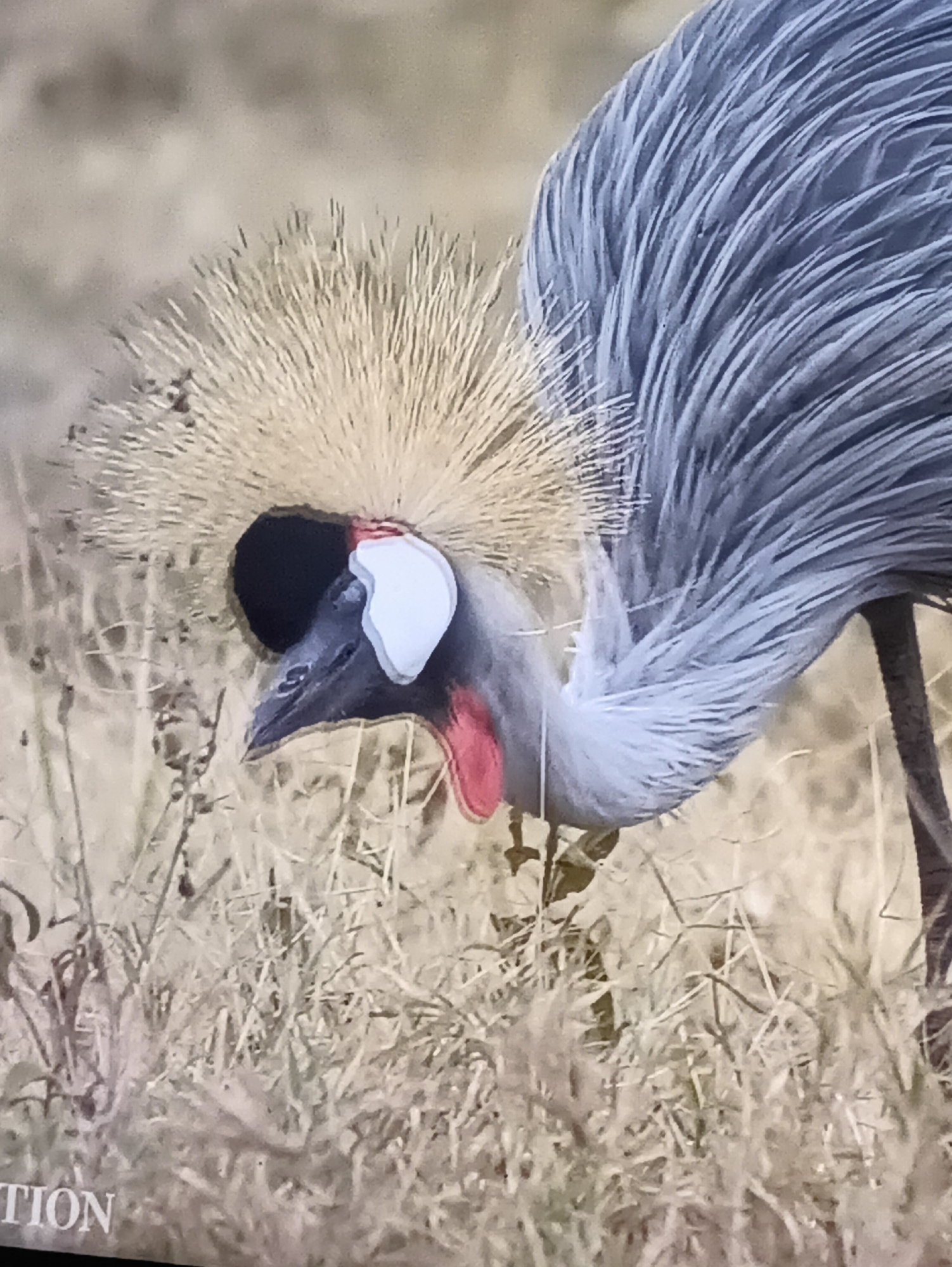 This media file is a close-up, slightly grainy photograph of a Grey Crowned Crane standing in dry, golden grass. The bird's head and upper body are the primary focus, showcasing its distinctive features. The crane has a striking crest of pale yellow, spiky feathers on its head, contrasting with its dark black face and a prominent white patch above its eye. A bright red, dewlap-like wattle hangs from its throat. Its long, slender beak is pointed downwards, suggesting it might be foraging. The bird's body feathers are a soft, muted grey. In the lower left corner of the image, partial text is visible, reading "TION". The background is filled with the dry, muted tones of tall grass, creating a natural, somewhat arid setting. The lighting appears to be diffused, possibly indicating an overcast day or a time of day with softer light, like early morning or late afternoon. The location is identified as Kamianets-Podilskyi, Ukraine, though there are no specific visual cues within the image itself to confirm this. No people are visible, and no particular activity or event is clearly depicted beyond the bird's presence in its environment.
