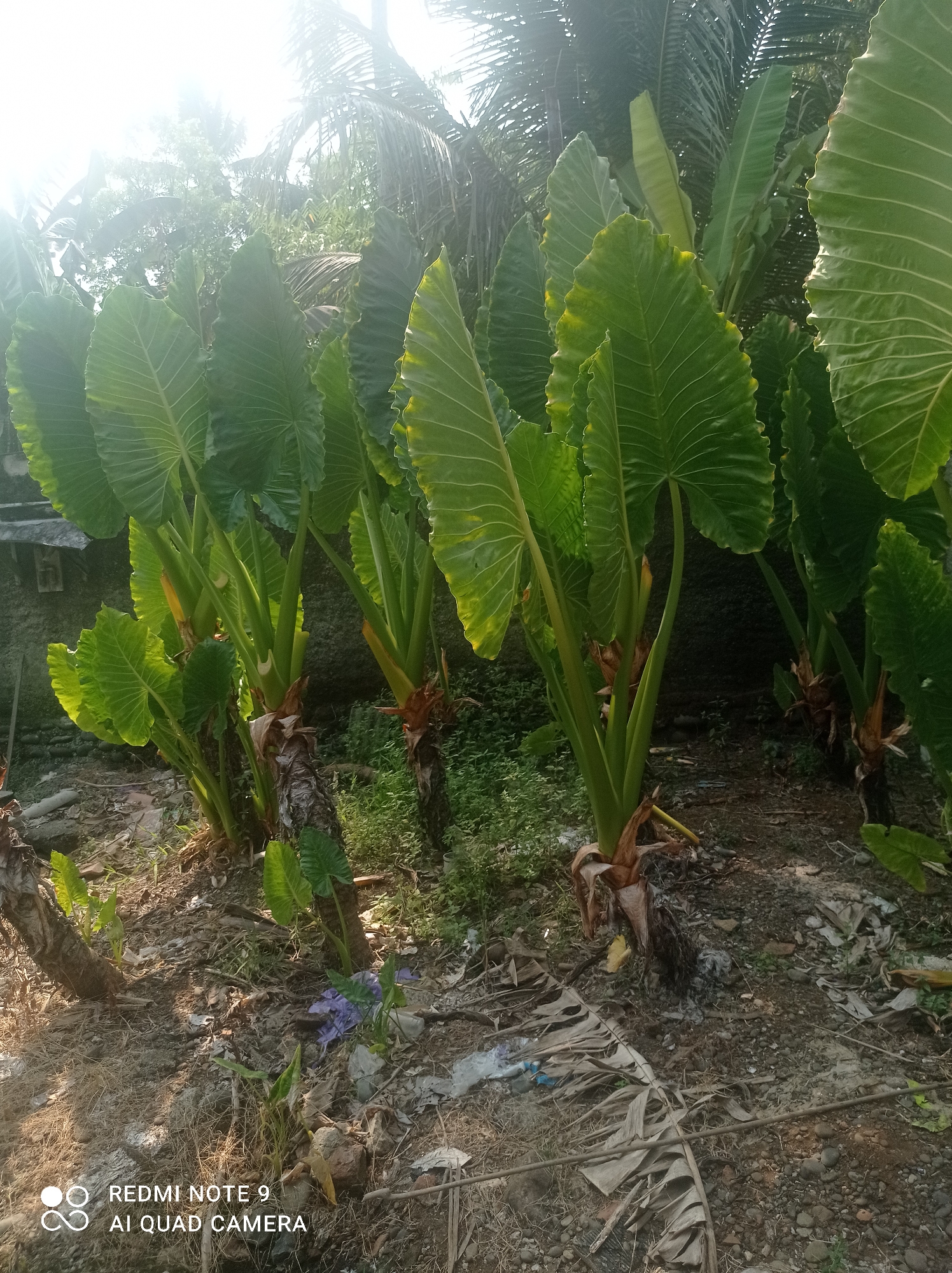 The image shows a group of taro plants with large, green leaves growing in a patch of dry soil and debris. The plants have thick, fibrous stalks at their base, which appear to be emerging from the ground. In the background, there is a wall and dense foliage from trees, with bright sunlight streaming through from the left, creating a lens flare effect. The ground is littered with dry leaves, small stones, and some pieces of plastic. A watermark in the bottom left corner indicates the image was taken with a "REDMI NOTE 9 AI QUAD CAMERA." This scene is located in the city of Cipawon, Indonesia. There are no people or animals visible in the image.