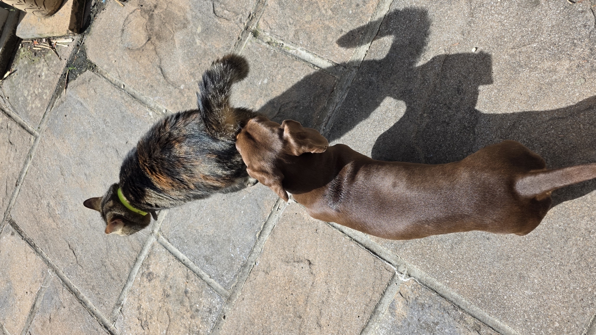 An overhead shot shows a brown dachshund sniffing the hindquarters of a calico cat outdoors on a stone patio. The cat, wearing a bright yellow collar, is facing away from the camera, while the dachshund is facing the cat. The sun casts distinct shadows of both animals onto the patio. The environment is a typical outdoor patio with large, square stone tiles. There are no people visible in the image.