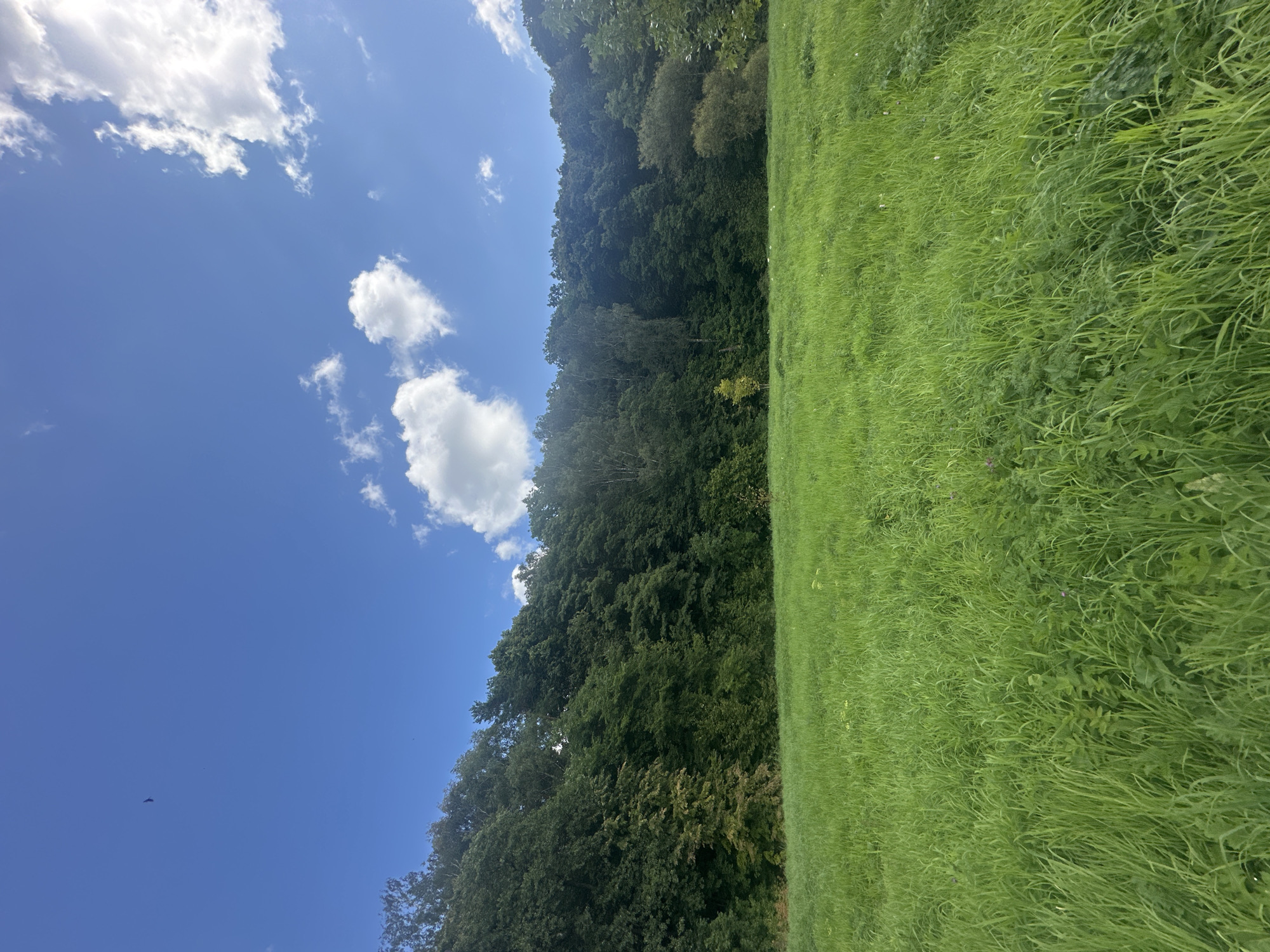 The image depicts a lush, green meadow in the foreground, with tall grass and some scattered wildflowers. A dense forest of trees forms a natural barrier along the horizon line. The sky is a vibrant blue, dotted with fluffy white clouds. A single bird is visible in flight in the upper left corner of the sky. The scene suggests a natural, undeveloped area, possibly a park or nature reserve. The specific location within Minsk, Belarus cannot be determined from the visual information provided.