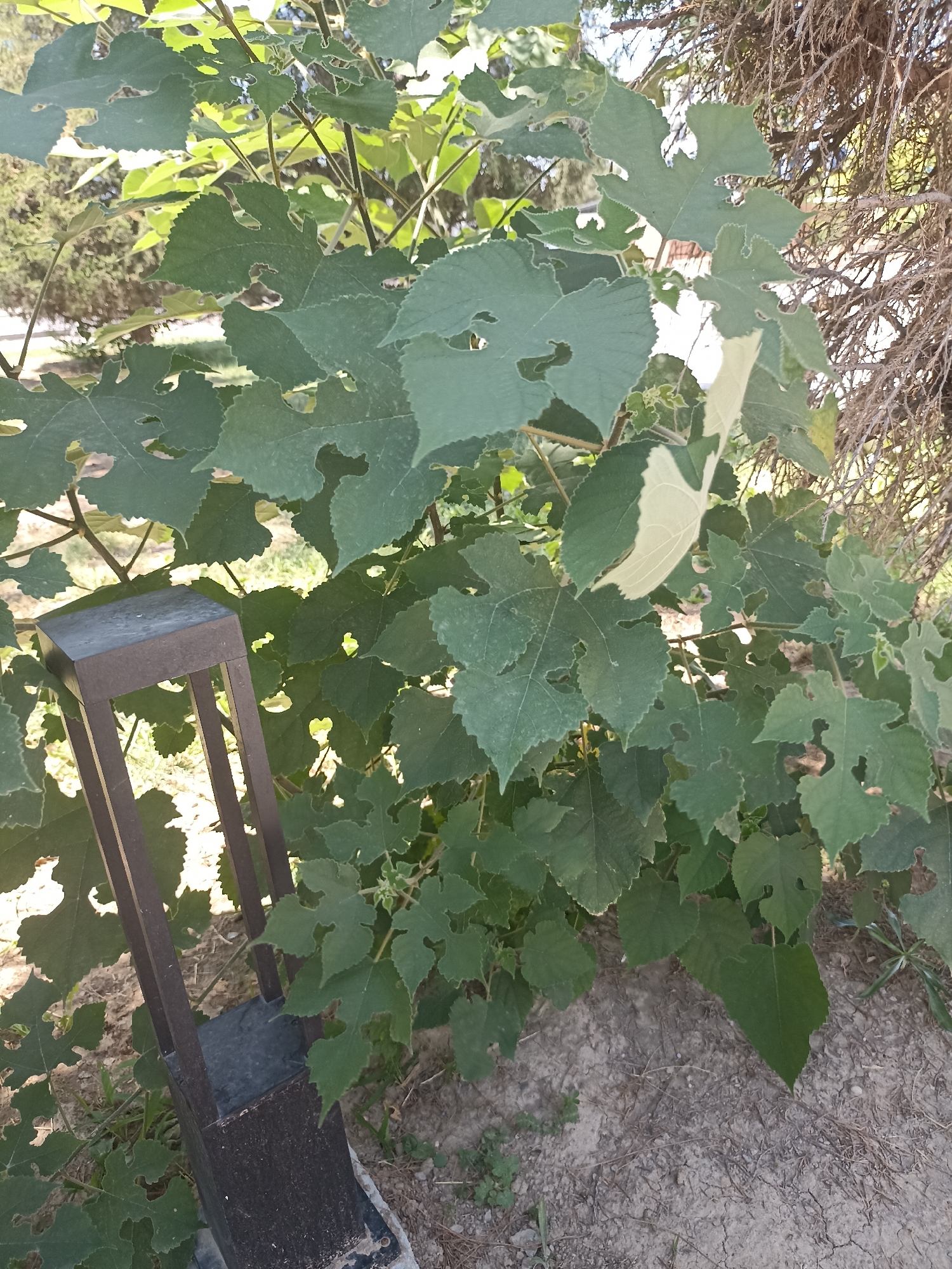 This media file depicts an outdoor scene in Tashkent, Uzbekistan, likely during the daytime on a clear day. The primary subjects are the lush green foliage of a plant, possibly a grapevine or mulberry bush, with several large, lobed leaves. Some leaves exhibit a lighter, almost yellow hue, indicating they may be newer growth or receiving direct sunlight.
An object, appearing to be a dark-colored, modern garden lamp or lantern, is positioned in the lower left portion of the frame. It has a rectangular top and a base with vertical supports. The lamp is partially obscured by the dense greenery.
The background reveals dry, cracked earth and sparse vegetation, typical of a semi-arid or garden environment. In the upper right corner, dry, brown branches of a tree create a stark contrast with the vibrant green leaves. The lighting suggests it is daytime, with sunlight filtering through the leaves, creating highlights and shadows. No people are visible in the frame, and the overall impression is one of natural growth within a cultivated or semi-cultivated outdoor space. There is no visible text in the image.