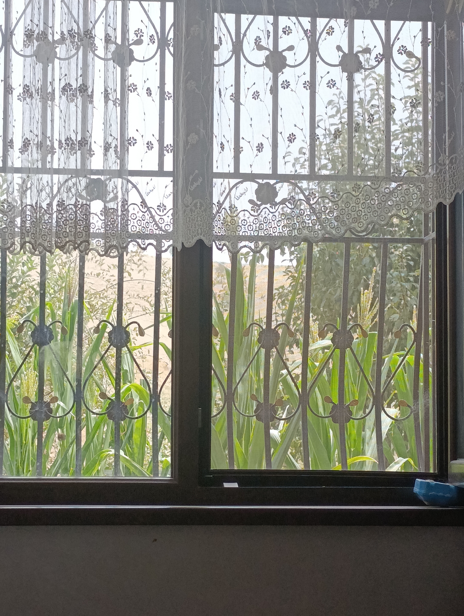 The image shows a view through a window in a building in Qiblay, Tajikistan. The window has a decorative metal grate with floral motifs. Sheer white curtains with floral patterns are drawn across the upper part of the window. Beyond the grate and curtains, lush green plants, possibly corn stalks, are visible, along with some dry, sandy ground and trees in the background. The sunlight filtering through the curtains and the plants creates a soft, diffused light. On the windowsill, a small blue object, possibly a cleaning sponge, is placed to the right. The overall scene suggests a residential setting with a view of a garden or agricultural area.