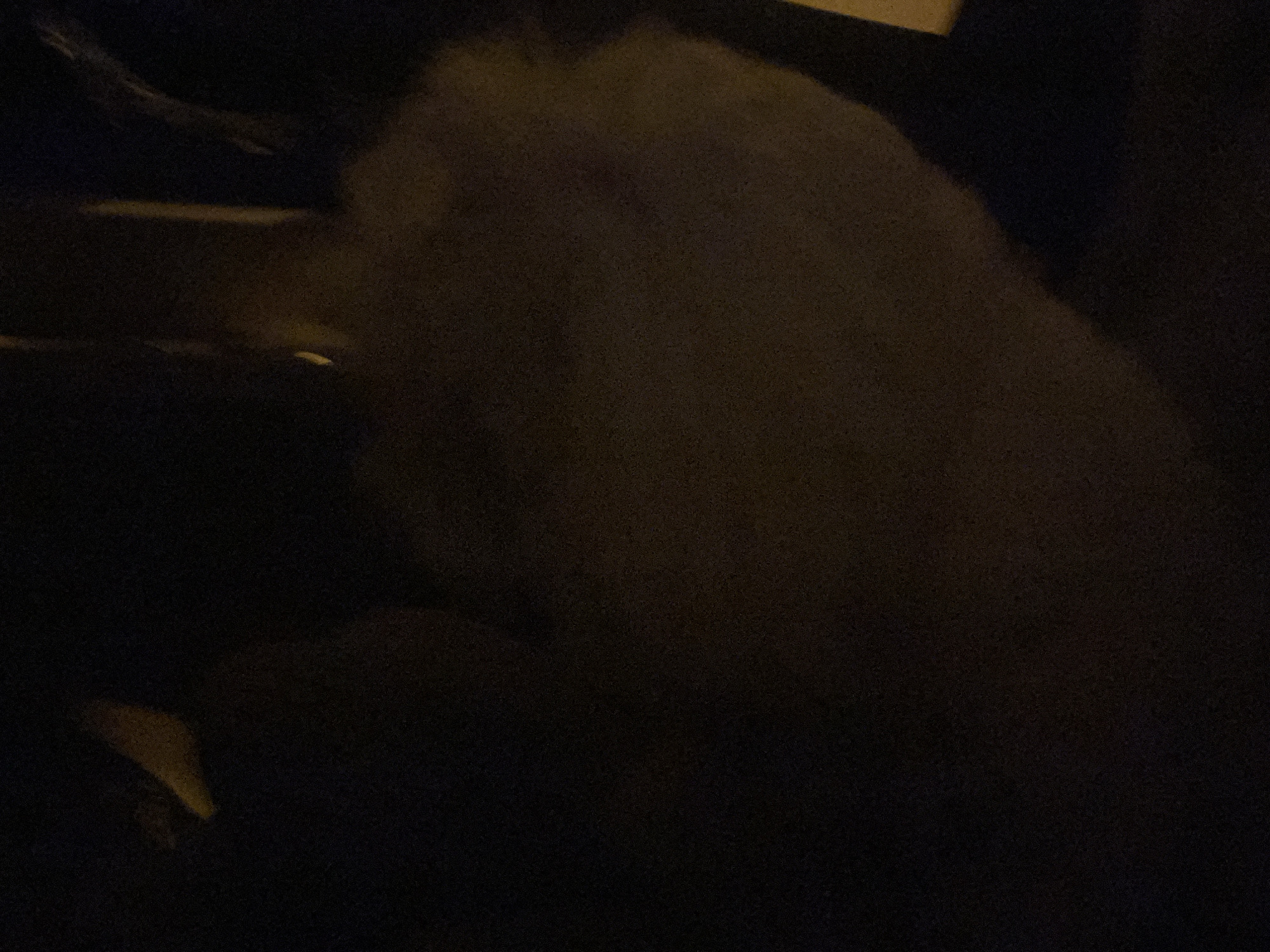 The image depicts a close-up, dimly lit view of a fluffy, light-colored object, possibly an animal or a piece of fabric, situated in what appears to be an indoor setting. The background is predominantly dark, with some subtle yellow or amber hues suggesting artificial lighting. The texture of the object is soft and appears to be composed of fine fibers. There are no discernible features indicating a specific location within Godijelji, Montenegro, as the image lacks any contextual environmental cues. The scene is static and does not show any actions or interactions.