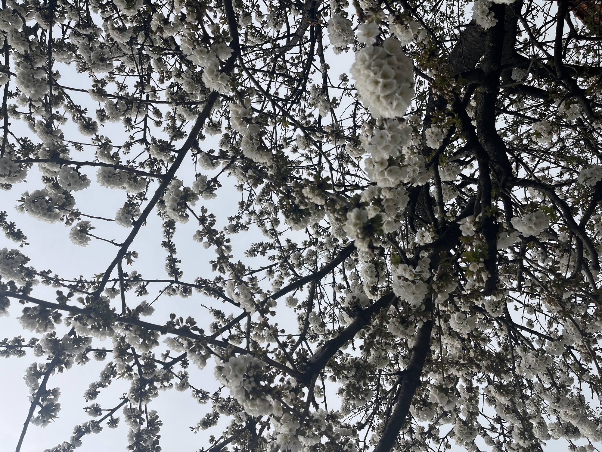 The image captures a view looking up into the canopy of a tree in full bloom with white flowers, potentially in Lozarevo, Bulgaria. The branches are predominantly bare, with the exception of the dense clusters of flowers. The background is a pale, overcast sky. The tree's trunk and branches are dark.