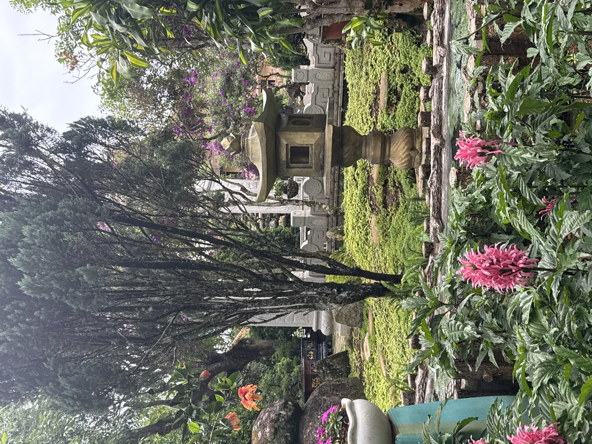 The image depicts a serene garden, possibly within the city of Da Lat, Vietnam, characterized by lush greenery and traditional architectural elements. In the foreground, vibrant pink flowers, identified as Justicia brandegeeana (Shrimp Plant), bloom abundantly, their spiky bracts creating a striking visual. These flowers are set against a backdrop of dense, dark green foliage.
Further into the scene, a weathered stone lantern, typical of East Asian gardens, stands prominently. The lantern is intricately carved with square openings and rests on a fluted pedestal. Beyond the lantern, the garden unfolds with a low-lying carpet of green ground cover, interspersed with stepping stones that guide the eye through the landscape.
A decorative stone wall, fashioned from carved blocks and possibly representing a fence or border, runs horizontally across the mid-ground, adding a sense of structure and antiquity. In the background, tall trees with textured bark provide a sense of scale and shade, their branches reaching towards a pale, overcast sky. Hints of purple flowers and orange blossoms suggest a diverse array of plant life contributing to the garden's rich tapestry of colors and textures. The overall impression is one of tranquility and natural beauty, enhanced by the presence of carefully curated decorative elements.
