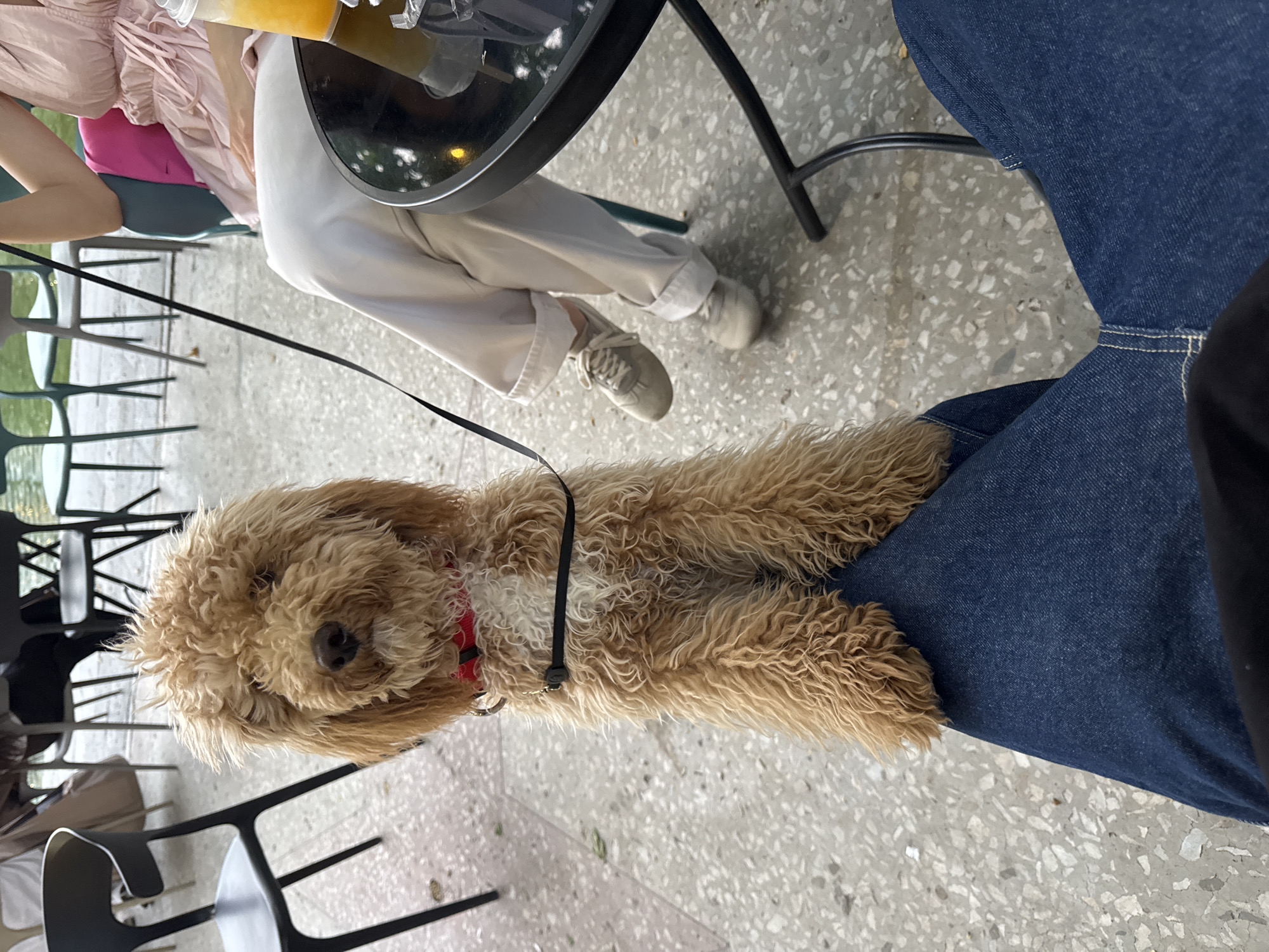 A medium, eye-level shot depicts a tan poodle resting on a person's lap, who is wearing blue jeans. The scene is in Yerevan, Armenia. The dog is wearing a red collar and a black leash. A table is visible, with a person in a pink top and light-colored pants seated nearby. Chairs are scattered around the setting. The ground is paved with a speckled pattern. A beverage sits on the table.