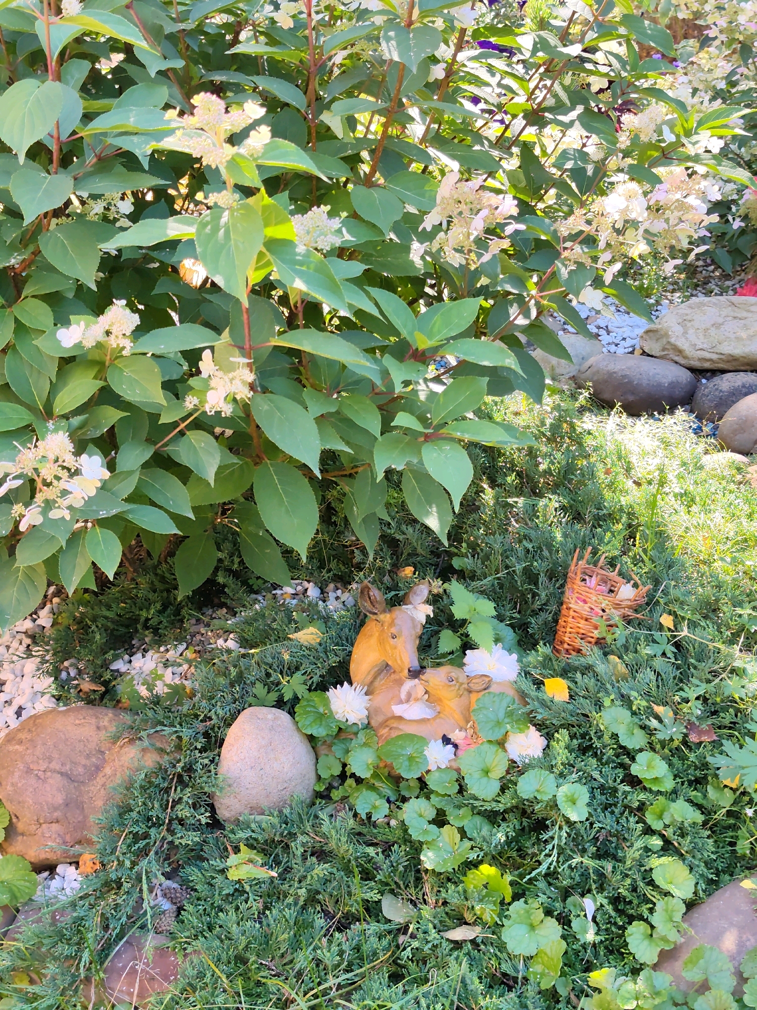 The image shows a garden scene in Listvyanka, Russia, featuring lush green foliage of a hydrangea bush in bloom with white flowers. Among the dense greenery at the base of the bush, a decorative ceramic sculpture of two deer is nestled, adorned with small white flowers. To the right of the deer sculpture, a small, woven wicker basket rests among the plants, containing a few items. Large, smooth stones are scattered throughout the garden, with white gravel visible under the hydrangea bush. The sunlight casts dappled shadows, indicating an outdoor setting.