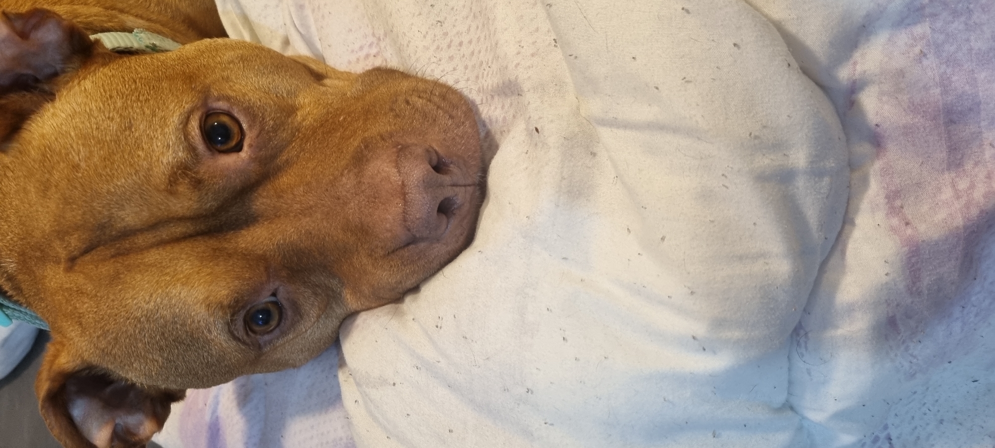 A tan-colored dog rests its head on a white pillow covered in small, dark specks. The dog's eyes are open and brown, and it has a light green collar. The background includes a purple and white patterned blanket.