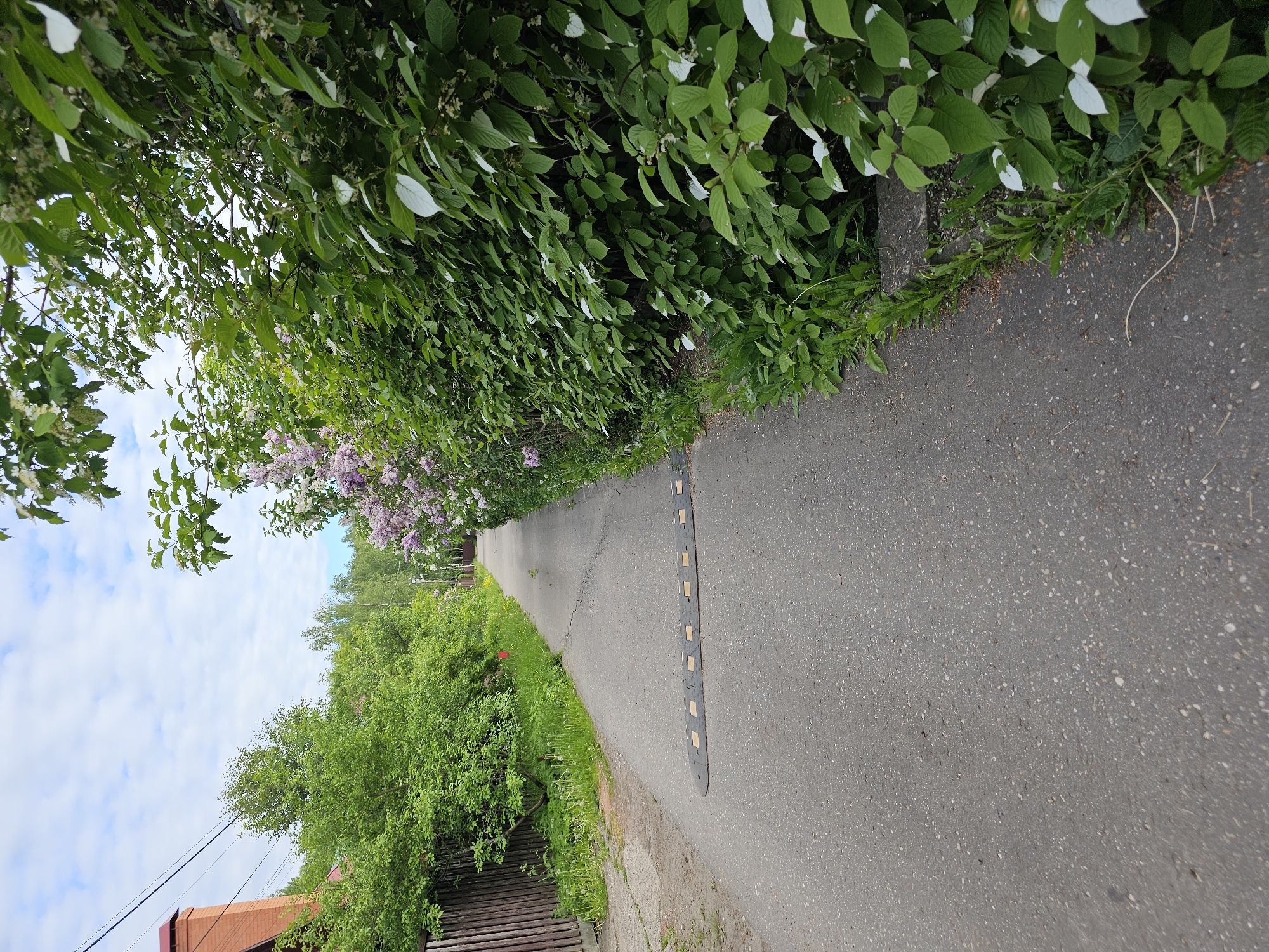 The image depicts a paved path or narrow road in a green, outdoor setting, likely a garden partnership or a quiet residential area. The path extends into the distance, curving slightly to the left, and is bordered by lush vegetation on both sides.
A prominent feature on the path is a long, black, segmented speed bump with regularly spaced yellow or light-colored rectangular markings. The asphalt surface of the path is visible, showing small stones and cracks.
To the left of the path, a concrete curb or edging separates the pavement from dense greenery. This side is characterized by abundant foliage, including bushes and trees with green leaves, some of which exhibit distinctive white tips (possibly a variegated plant like *Actinidia kolomikta*). Further along this side, vibrant lilac bushes with clusters of purple and white flowers are in bloom, adding color to the scene.
On the right side of the path, there is also dense green vegetation. A wooden fence is partially visible behind these bushes. Beyond the fence and greenery, part of a house with a red-tiled roof and a brick chimney can be seen. Overhead power lines run horizontally across the upper right portion of the image, above the house.
The sky above is bright with scattered white clouds, suggesting a clear or partly cloudy day, likely during morning or afternoon hours, given the natural light. No people or animals are visible in the scene. The overall impression is one of a peaceful, verdant pathway, consistent with a suburban or rural area like a garden cooperative in the Krasnogorsky District of Russia. There is no visible text in the image.