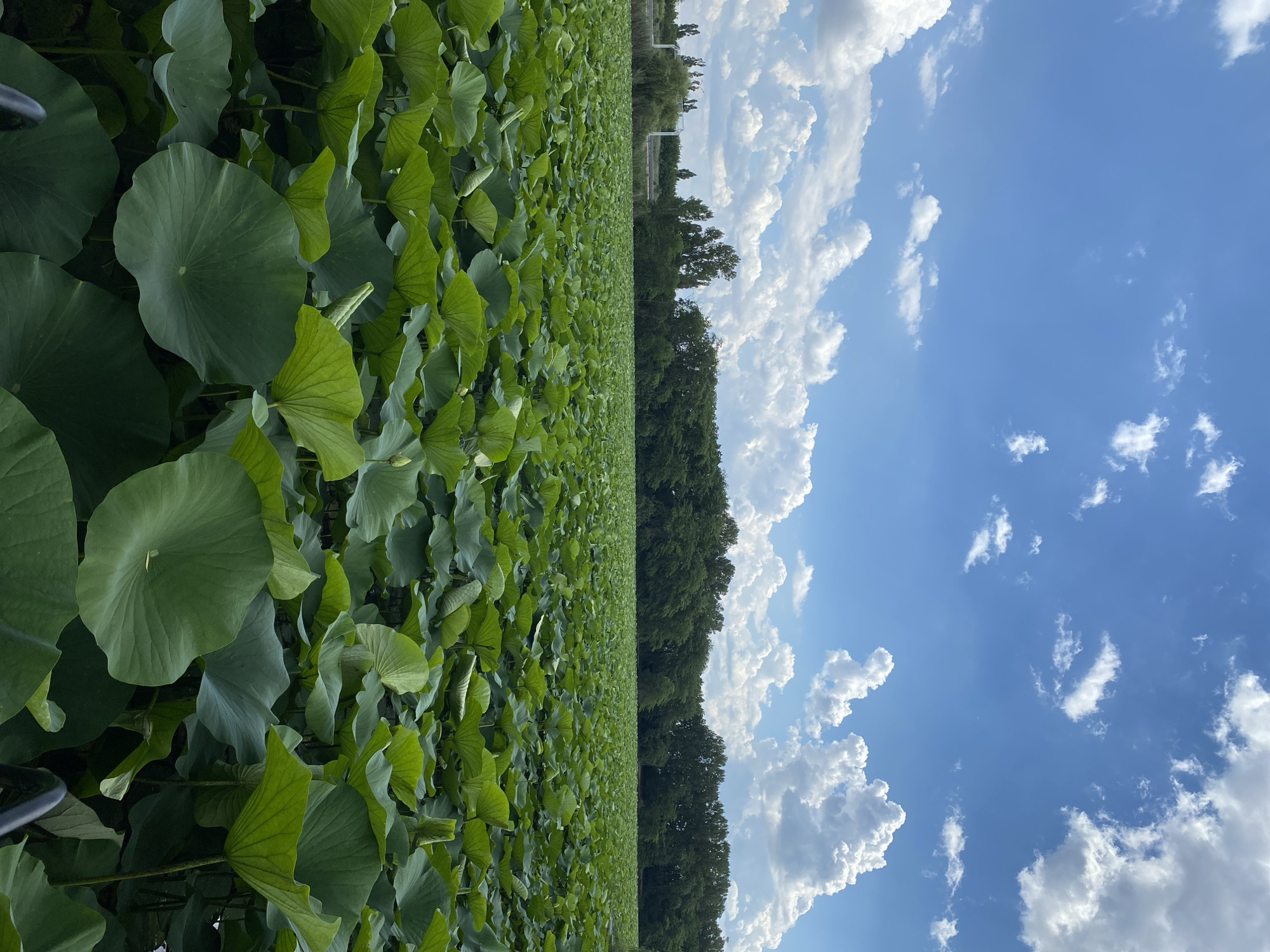 This is a vertically oriented, eye-level, outdoor shot of a vast field of lotus plants under a bright blue sky dotted with fluffy white clouds. The lotus leaves are large and round, with vibrant green coloration. They fill the lower two-thirds of the frame, creating a dense, textured carpet. In the background, a dark green line of trees marks the edge of the field, with hints of structures, possibly buildings or infrastructure, visible above the trees. The sky is a dominant feature, taking up the upper third of the image, with the white clouds casting soft shadows on the green expanse below. The lighting suggests it is daytime, likely late morning or early afternoon, with the sun high in the sky. There is no visible text or text-like elements in the image. The overall scene conveys a sense of natural beauty and abundance, with the vastness of the lotus field and the expansive sky contributing to a peaceful and serene atmosphere. The image appears to be taken in a rural or agricultural setting, possibly a lotus farm or a natural wetland area.