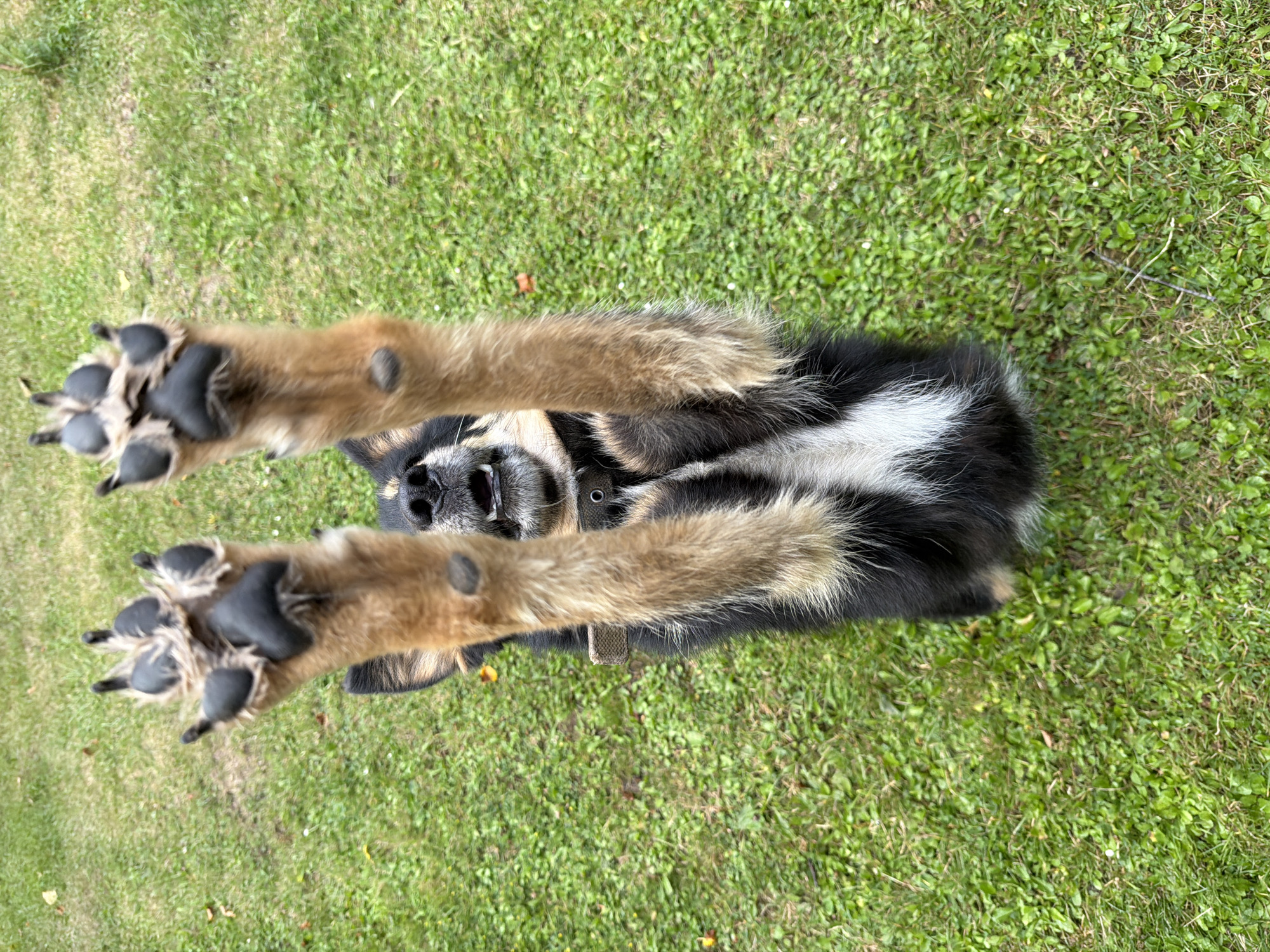 A black and tan dog stands on its hind legs in a grassy area, with its front paws raised in the air. The dog's mouth is open, and it appears to be panting. The dog is wearing a brown collar. The background is a blur of green grass.