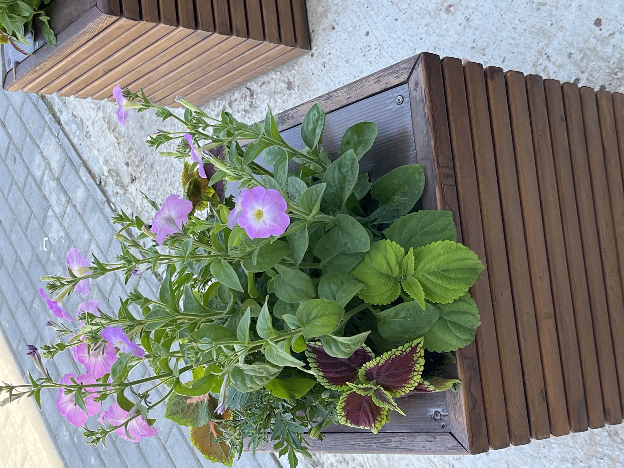 A close-up, eye-level shot shows a wooden planter box filled with various plants. The planter is made of horizontal wooden slats, with a darker wood top frame. Inside, several pink petunias are blooming, their petals slightly ruffled and with yellow centers. Other greenery, including coleus with dark red and green leaves, fills the rest of the planter. The planter sits on a paved surface of gray rectangular stones, likely a walkway or public space. In the background, a portion of another similar wooden planter is visible to the right. The lighting suggests an outdoor setting, possibly during the day. The scene is static, with no people or animals present. The location is identified as Krasnyye Barrikady, Russia.