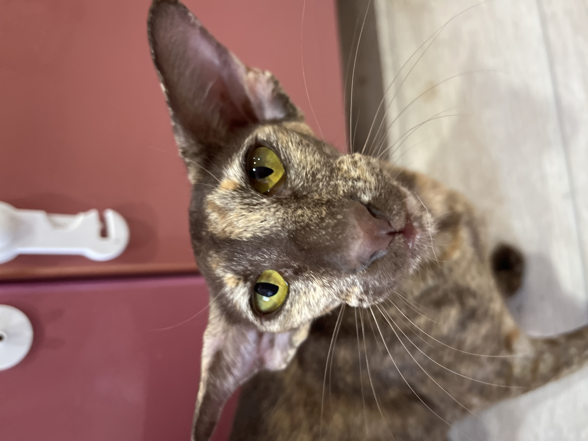 A close-up, angled photograph depicts a tabby cat with distinctive large ears and bright yellow-green eyes. The cat's head is tilted, looking up at the camera. Its fur has a mottled pattern of brown, tan, and grey. Long, thin whiskers extend from its muzzle. In the background, to the left, is a reddish-brown surface with a white, plastic object and a round white object affixed. Behind the cat's body, the background appears to be a light-colored wall or surface. The location is not discernible from the visual information in the photograph.