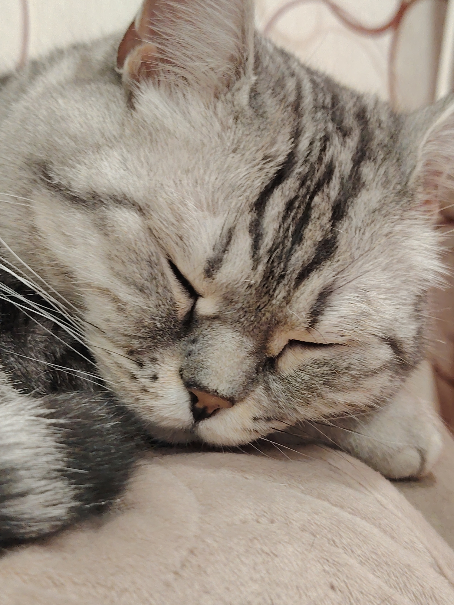 This is a close-up, eye-level shot of a tabby cat sleeping. The cat has light gray fur with darker gray tabby markings on its head and body. Its eyes are closed, and its face is resting on a soft, beige surface, likely a blanket or cushion. The cat's whiskers are long and white, fanning out from its muzzle. Its nose is a light pinkish-brown color. The background is softly blurred, showing a hint of a wall with a subtle pattern, suggesting an indoor setting. The lighting appears to be indoor, possibly artificial, creating a warm and cozy atmosphere. The cat's relaxed posture and closed eyes convey a sense of peace and deep sleep. The image focuses entirely on the cat's face and upper body, highlighting the texture of its fur and its tranquil state. There is no visible text in the image.