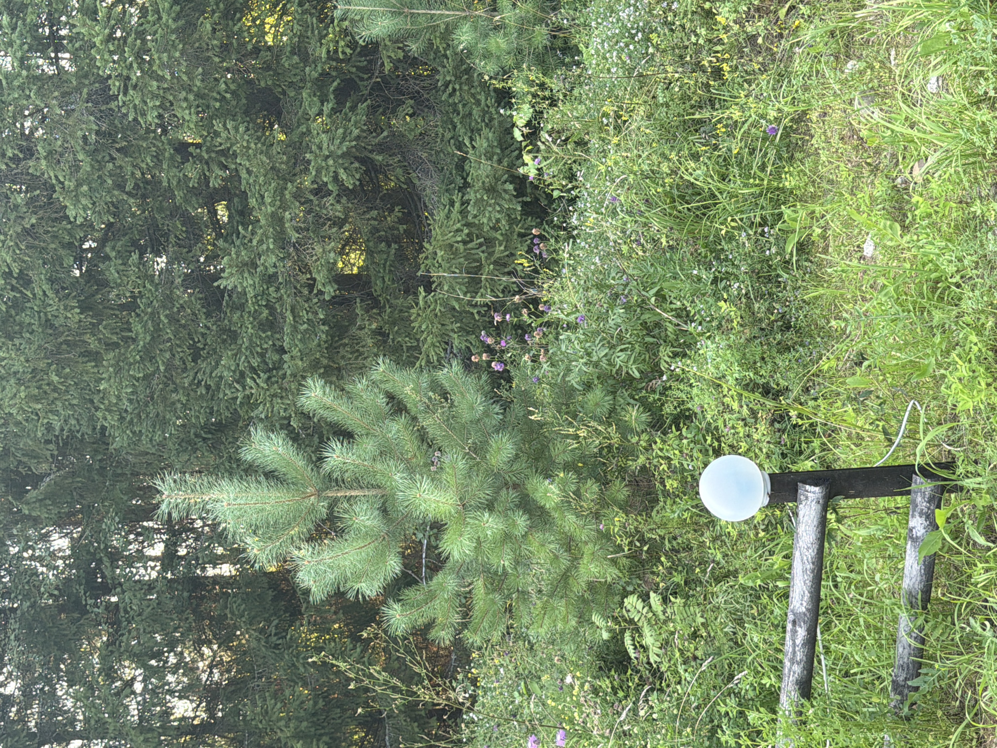 The image depicts a rural outdoor scene, likely in the city of Kuliki, Russia. In the foreground, a rustic wooden fence is visible, constructed from rough-hewn logs. Adjacent to the fence is a dark wooden post topped with a spherical white light fixture, which appears to be a solar garden light. The surrounding area is overgrown with lush green grass, interspersed with various wildflowers, including small purple and yellow blooms. A young pine tree stands prominently in the middle ground, its branches reaching outwards. Behind the pine, a dense forest of mature fir trees forms a dark green backdrop, with glimpses of sunlight filtering through the canopy. The overall impression is one of a natural, somewhat wild, setting in a rural or suburban environment. There are no people or animals present in the image.