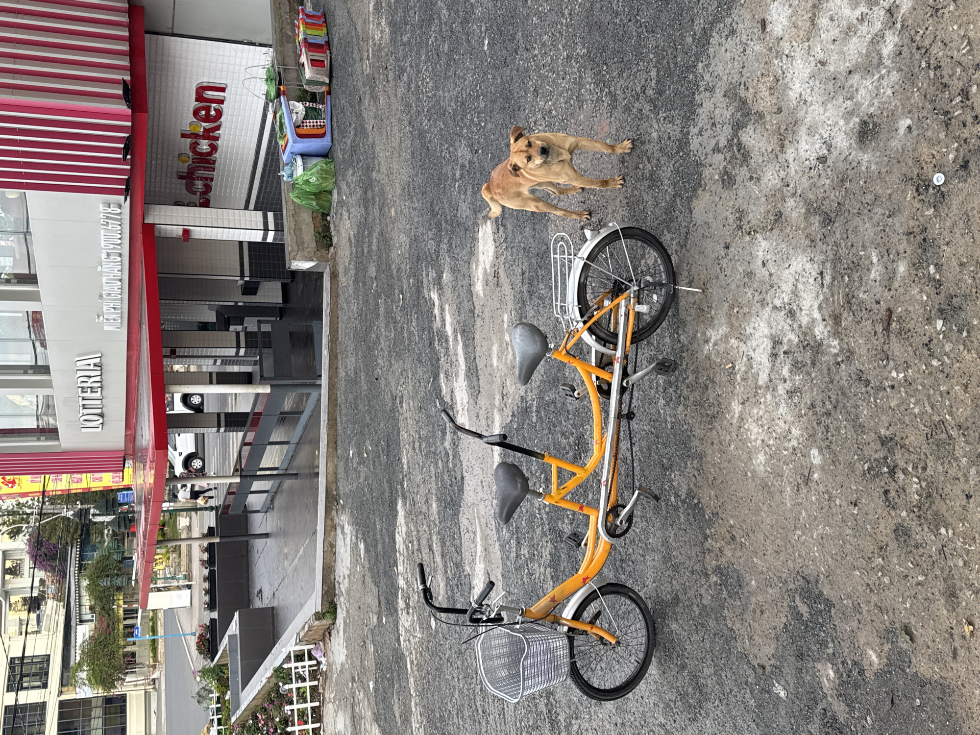 An outdoor scene in Da Lat, Vietnam features a bright orange tandem bicycle laying on its side on a concrete surface. A tan dog stands near the rear wheel. A LOTTERIA fast food restaurant is visible in the background, along with a “Chicken” establishment. The concrete pavement is textured with dark and light gray patterns. Other urban elements are visible in the background, including buildings, foliage, and a street.