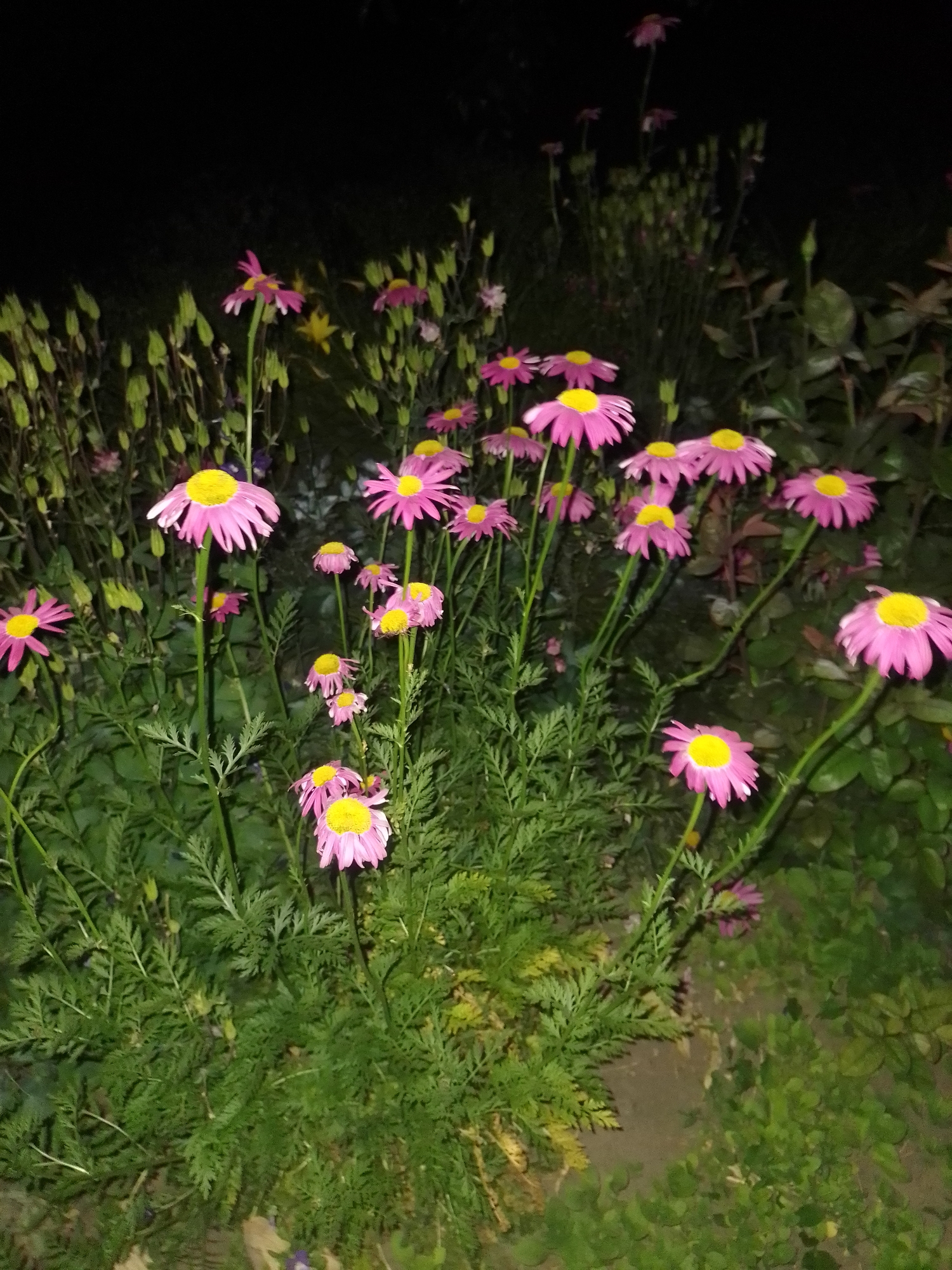 The image displays a garden scene captured at night in Ustyvytsia, Ukraine. The foreground is dominated by a dense cluster of numerous pink flowers with vibrant yellow disc florets, consistent with species like painted daisies (Tanacetum coccineum). These flowers exhibit varying stages of bloom, with some fully open and others slightly drooped. The petals are a strong magenta-pink, contrasting sharply with the bright yellow centers.
The primary foliage in the immediate foreground consists of finely dissected, fern-like green leaves, characteristic of the aforementioned daisy species. Interspersed and in the midground are broader-leaved green plants and stalks with elongated, closed buds or seed pods, also green. The lighting appears artificial, illuminating the flowers and foliage brightly in the foreground, creating a stark contrast with the deeply dark, almost black, background. This background reveals only faint, indistinct silhouettes of additional vegetation. The ground visible at the bottom of the frame is dark soil with some sparse green growth and fallen organic matter. There are no individuals, animate subjects, or specific actions depicted in the static scene.
