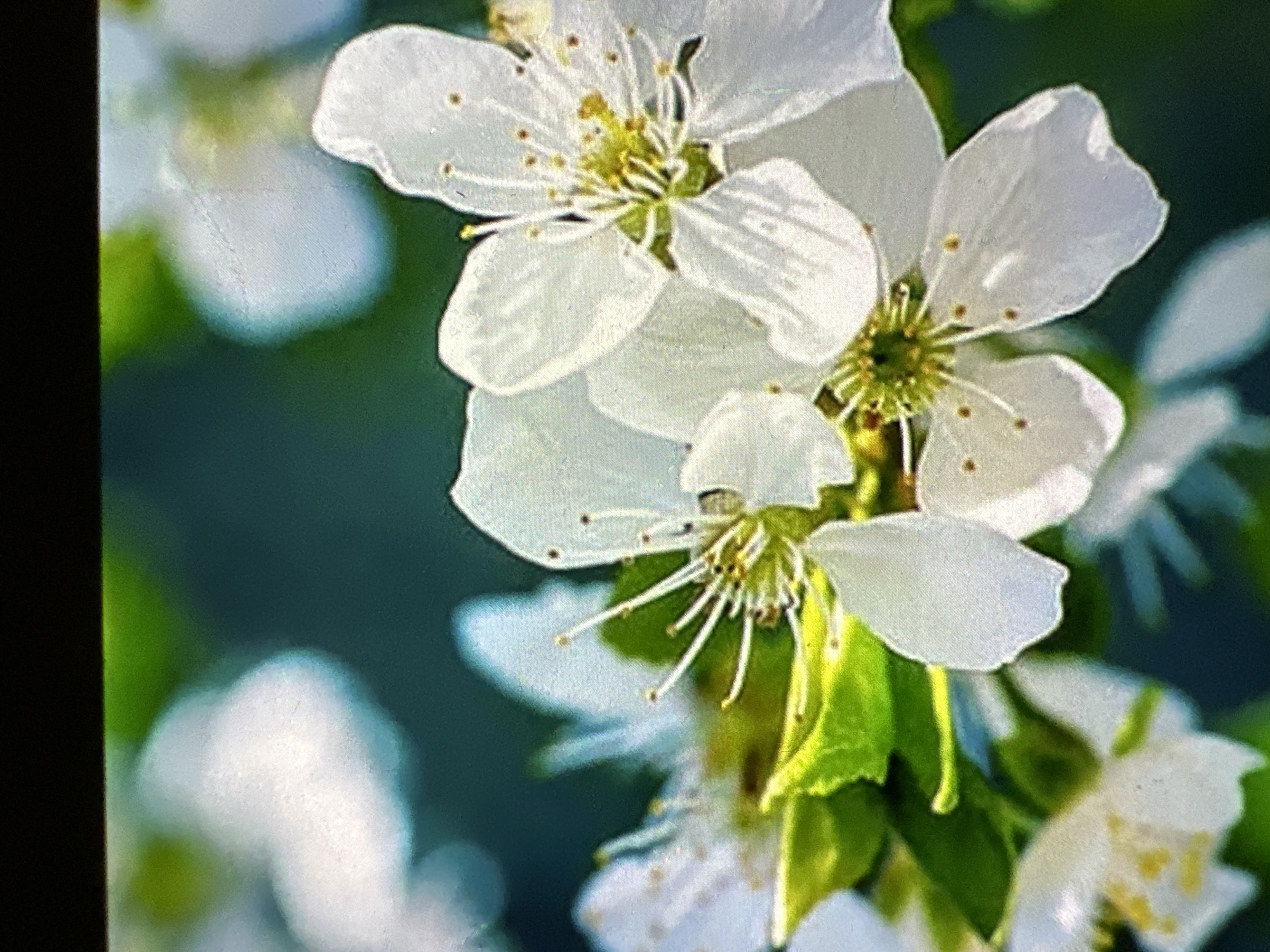 The image shows a close-up of white cherry blossoms with green leaves in the background. The flowers are delicate and have multiple petals, with prominent stamens and pistils. The background is blurred, creating a soft bokeh effect that emphasizes the sharpness of the flowers. There is no indication of the city of Sofia, Bulgaria, or any people in the image.