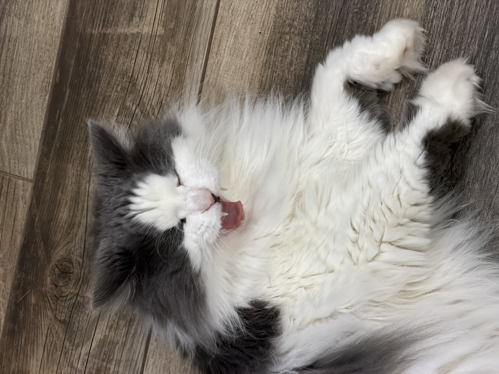 A grey and white cat lies on a wood-patterned surface. The cat is on its back with its paws extended upward. Its mouth is open, and its tongue is visible. The location is not specified.