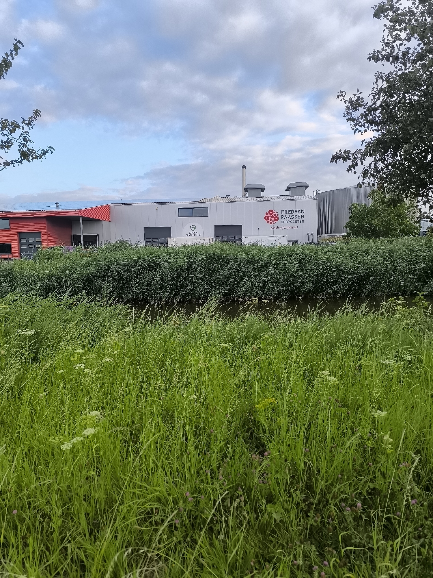 An exterior shot captures the Fredvan Paassen Chrysanten facility in Andijk, Netherlands. The building features a red-paneled section with a modern, angular design and large, dark garage-style doors. Adjacent to this is a larger, grey, industrial-style structure with a corrugated metal exterior and more dark garage doors. A prominent logo on the grey section displays "FREDVAN PAASSEN CHRYSANTEN" with a cluster of red circular shapes and the tagline "passion for flowers." Two rectangular windows are visible on the grey section. Two industrial vents or chimneys rise from the roof of the grey structure. The building is situated behind a dense growth of tall green grass and reeds, which also borders a body of dark water in the foreground. The sky above is partly cloudy with a mix of grey and blue tones. A large tree with dark green leaves partially obscures the right side of the building. No people are visible in the image.