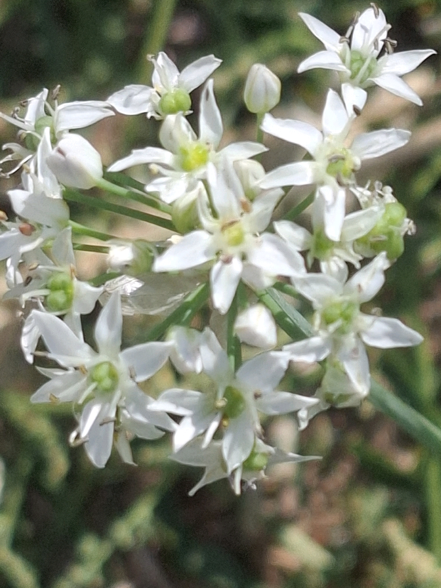 A close-up, vertically oriented photograph showcases a cluster of delicate white star-shaped flowers with green centers. Each flower has six petals and prominent stamens tipped with dark anthers. Several buds, appearing as small, elongated white ovals, are also visible. The flowers are supported by slender green stems, some of which are visible in the foreground and background. The background is softly blurred, with hints of green foliage and brown earth, suggesting an outdoor setting. No people or specific landmarks that would indicate the city of Almaty, Kazakhstan, are discernible. The lighting is natural, with a slight softness to the focus.